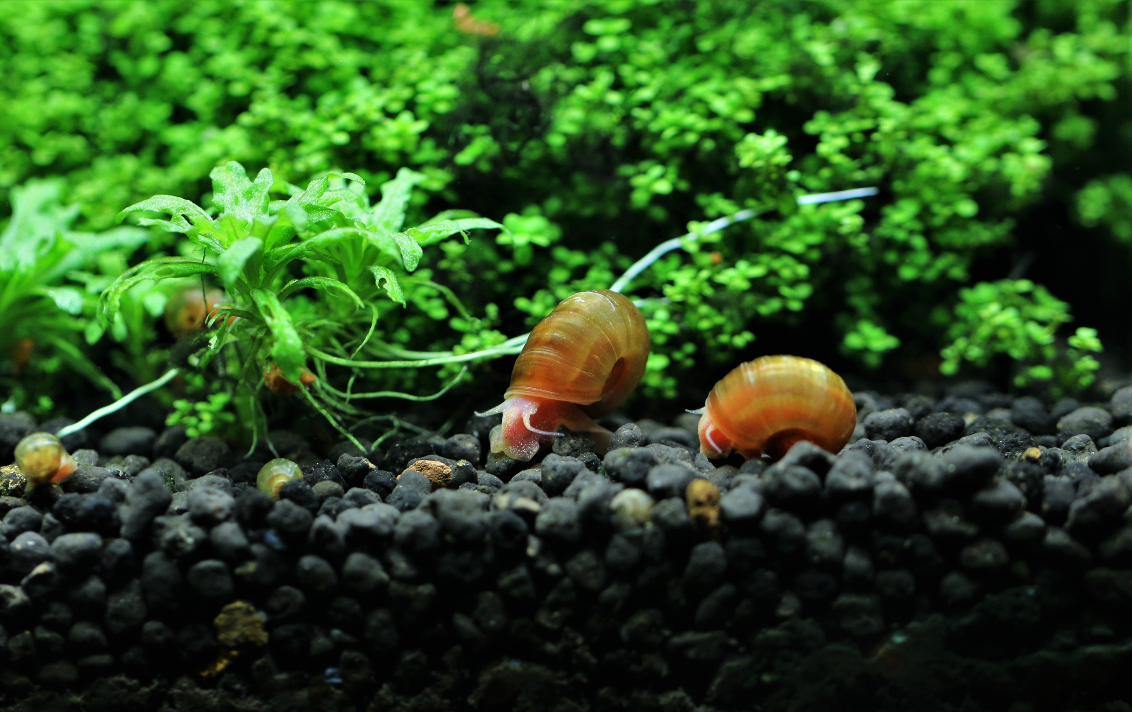 freshwater snails, freshwater snails in planted tank, aquarium plants with snails, snails in planted tank, aquarium snails and plants