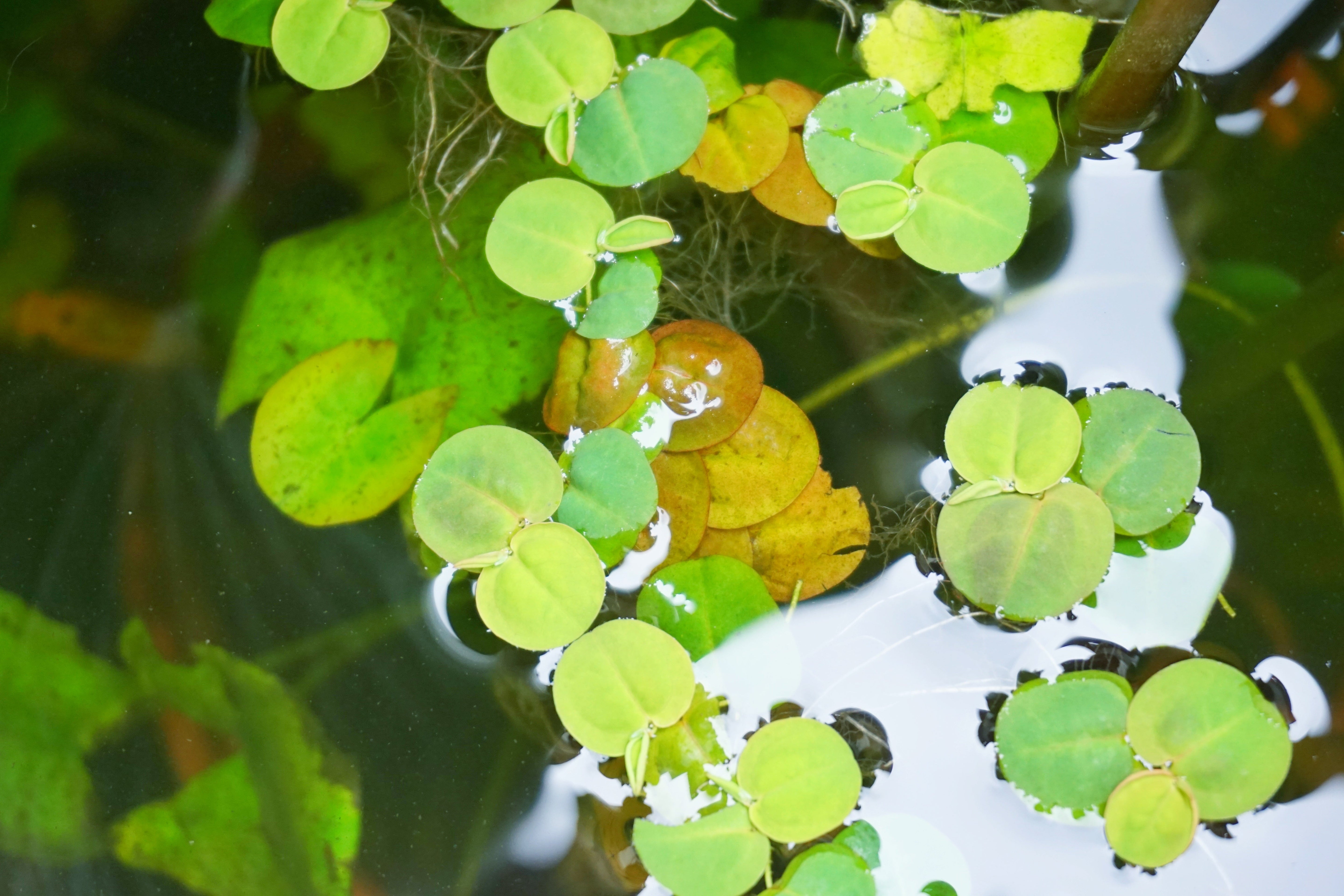 Red Root Floaters are floating in aquarium