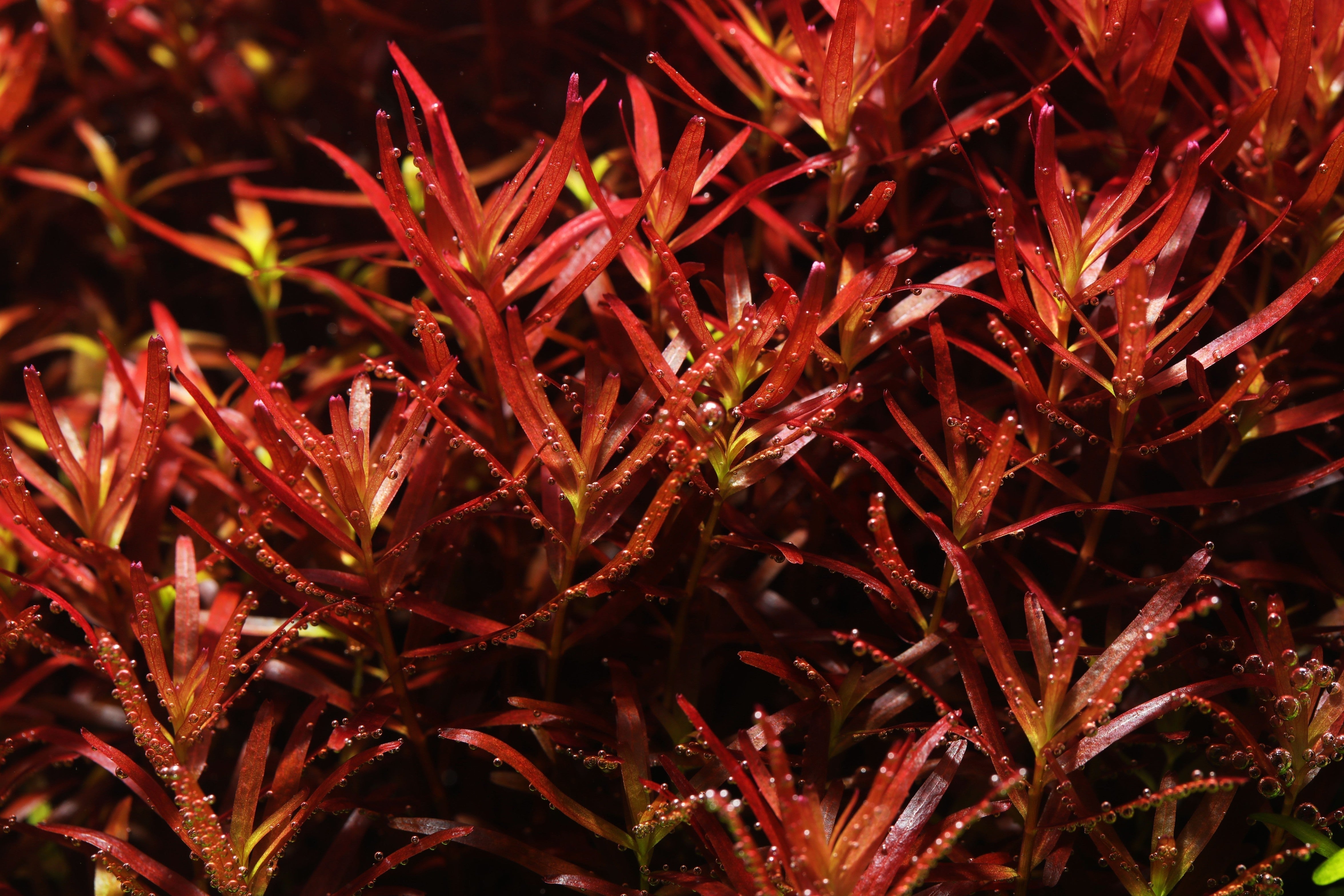 red plants, red aquarium plants, red aquatic plants, red aquarium plant, red plants for aquarium, red freshwater aquarium plants