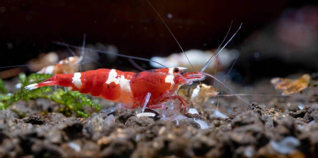 red wine shrimp, red wine caridina shrimp, create the ideal caridina shrimp tank at home, set up caridina shrimp tank, caridina shrimp care, caridina shrimp tank, caridina freshwater shrimp care