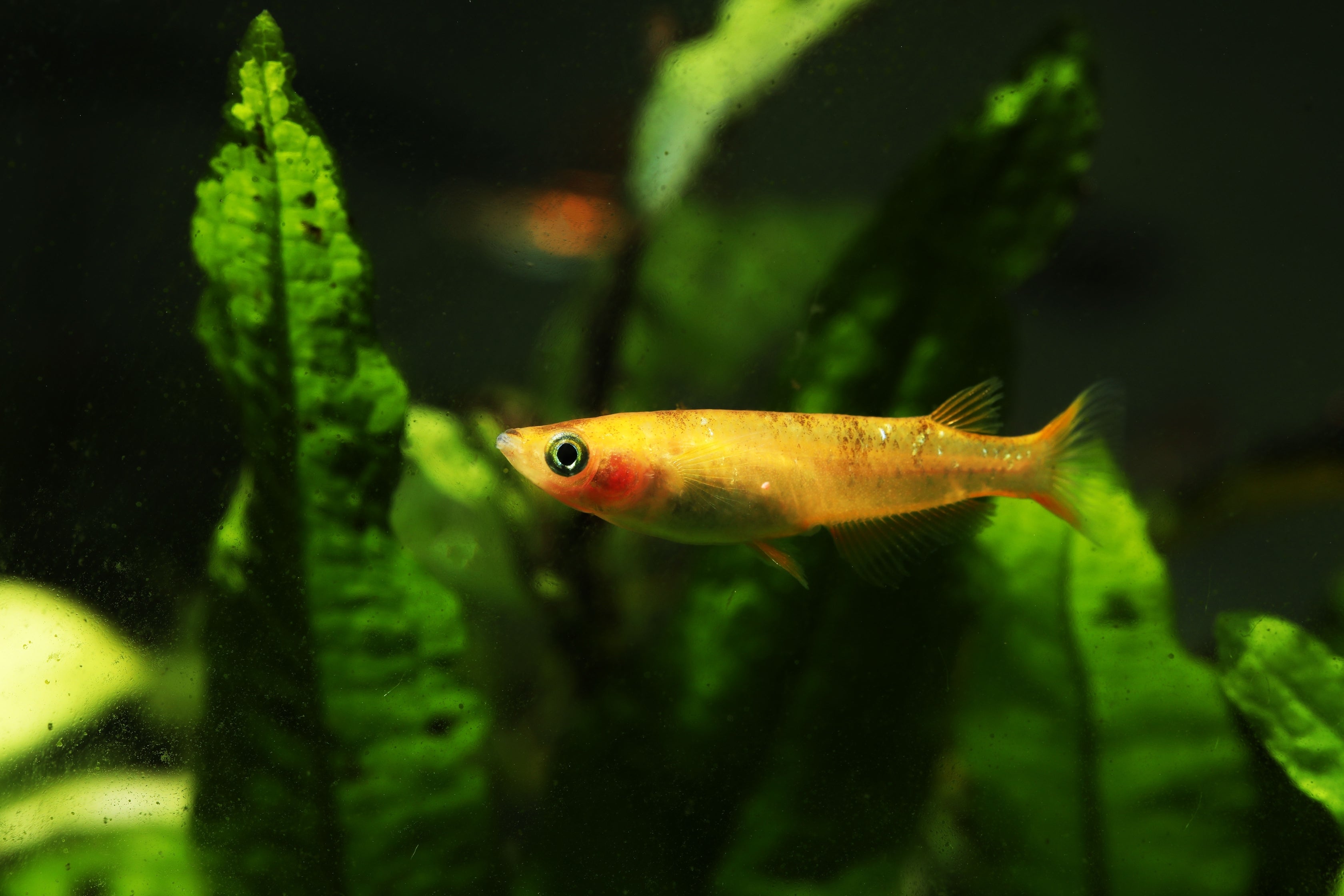 Japanese Rice Paddy Fish
