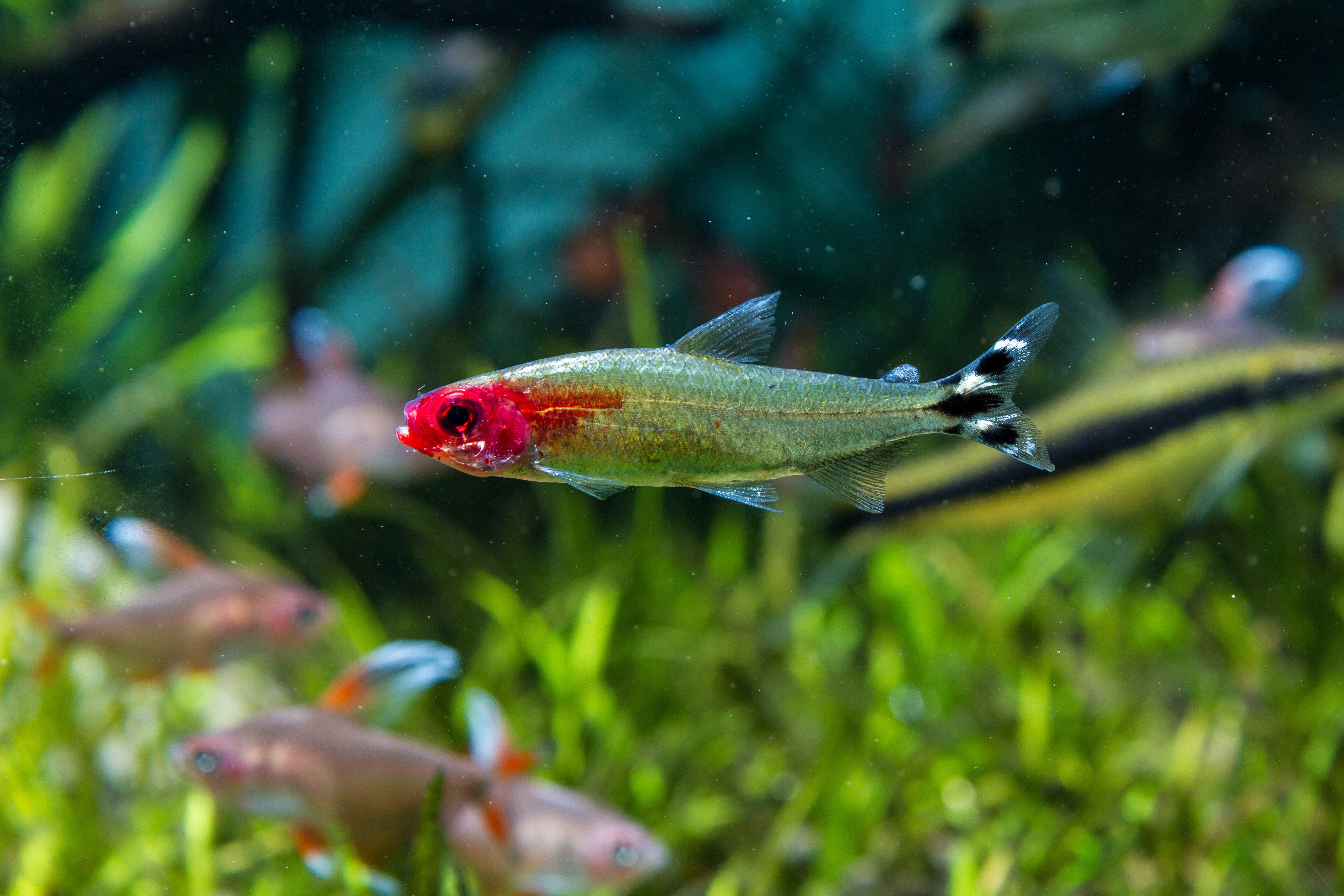 close-up rummy nose tetra fish in planted tank with other freshwater fish in the background