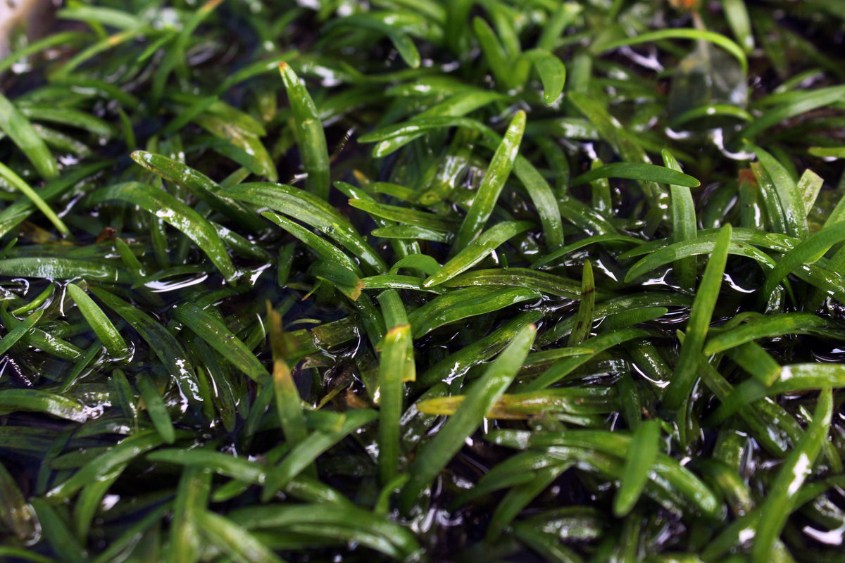 Splishy Fish Ultimate Care Guide for Sagittaria Aquatic Plants – Splashy Fish