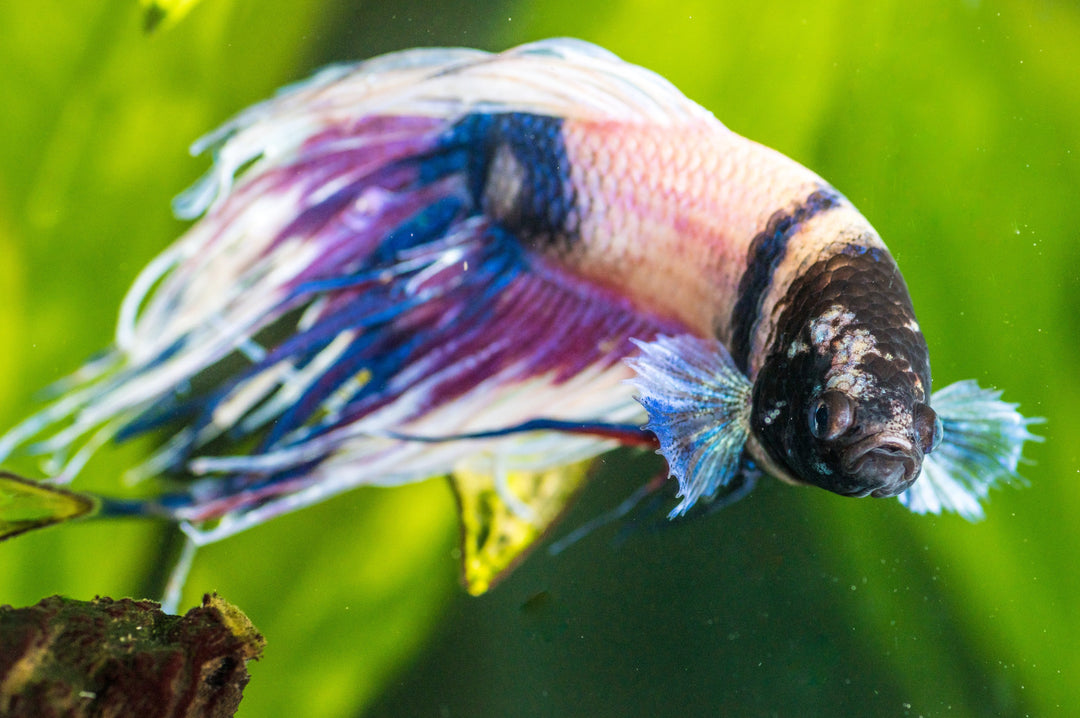 common betta fish diseases and how to treat them