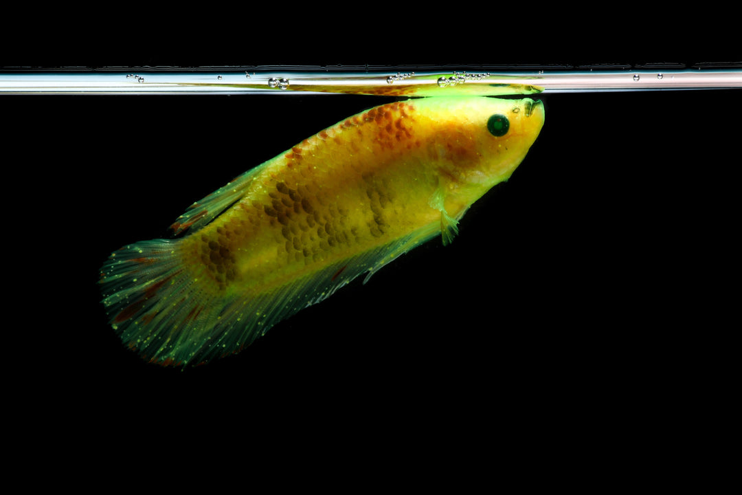 How to Treat Sick Aquarium Fish: A Practical First-Aid Guide, unhealthy freshwater fish, sick fish treatments