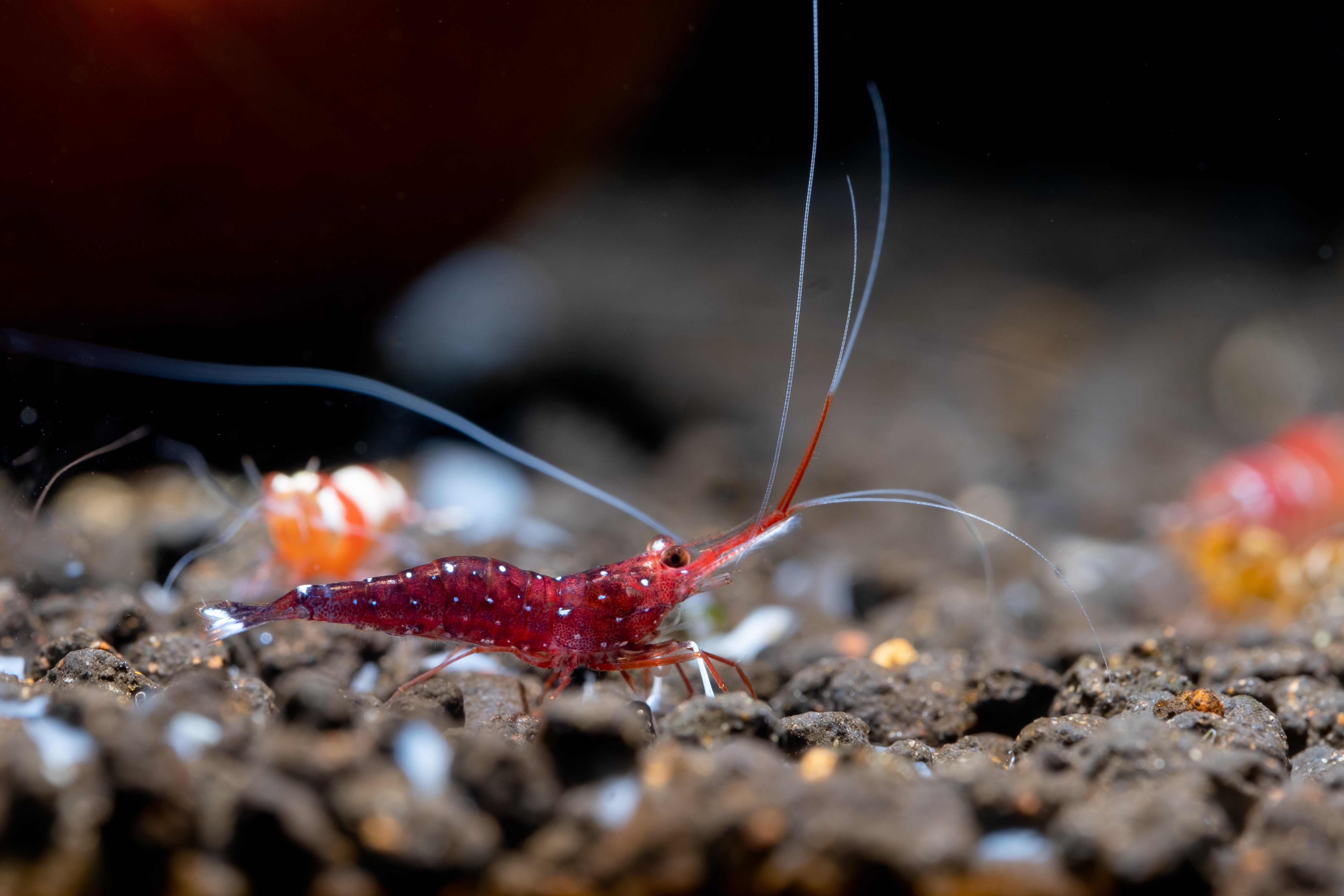 sulawesi shrimp, cardinal sulawesi shrimp, sulawesi cardinal shrimp, sulawesi shrimp care, sulawesi shrimp size, sulawesi shrimp tank setup, sulawesi shrimp species, sulawesi shrimp tank mates, sulawesi shrimp tank