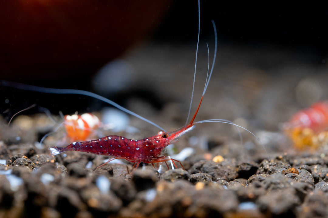 sulawesi shrimp, cardinal sulawesi shrimp, sulawesi cardinal shrimp, sulawesi shrimp care, sulawesi shrimp size, sulawesi shrimp tank setup, sulawesi shrimp species, sulawesi shrimp tank mates, sulawesi shrimp tank