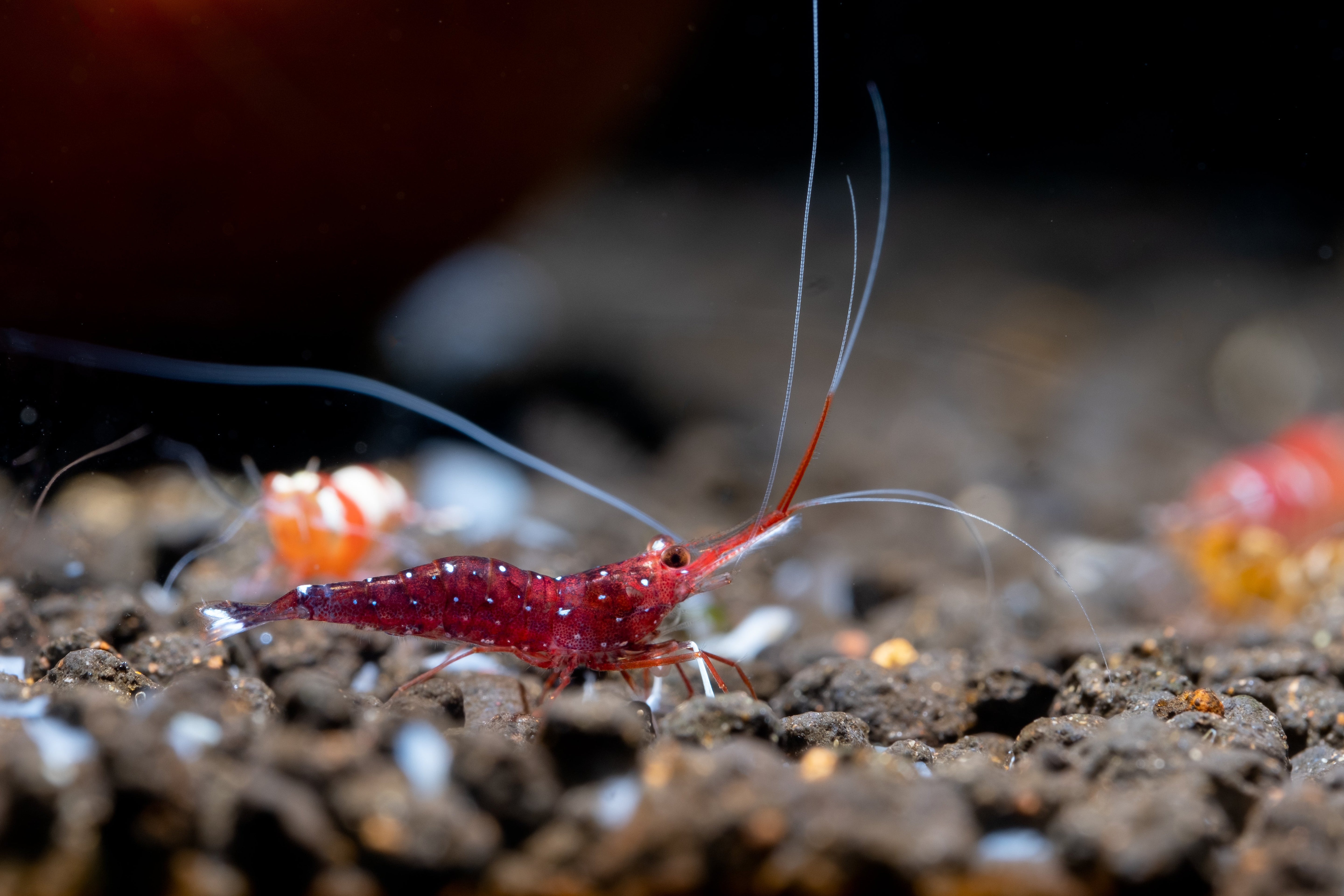 sulawesi shrimp, cardinal sulawesi shrimp, sulawesi cardinal shrimp, sulawesi shrimp care, sulawesi shrimp size, sulawesi shrimp tank setup, sulawesi shrimp species, sulawesi shrimp tank mates, sulawesi shrimp tank