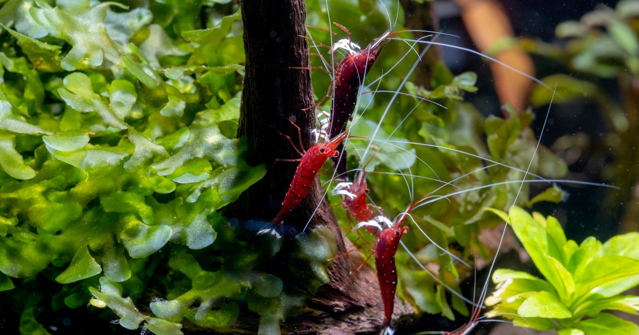 Sulawesi Shrimp, Freshwater Shrimp, Tank Mates for Sulawesi Shrimp, Sulawesi Shrimp Tank Mates, Sulawesi Shrimp in Planted Tank