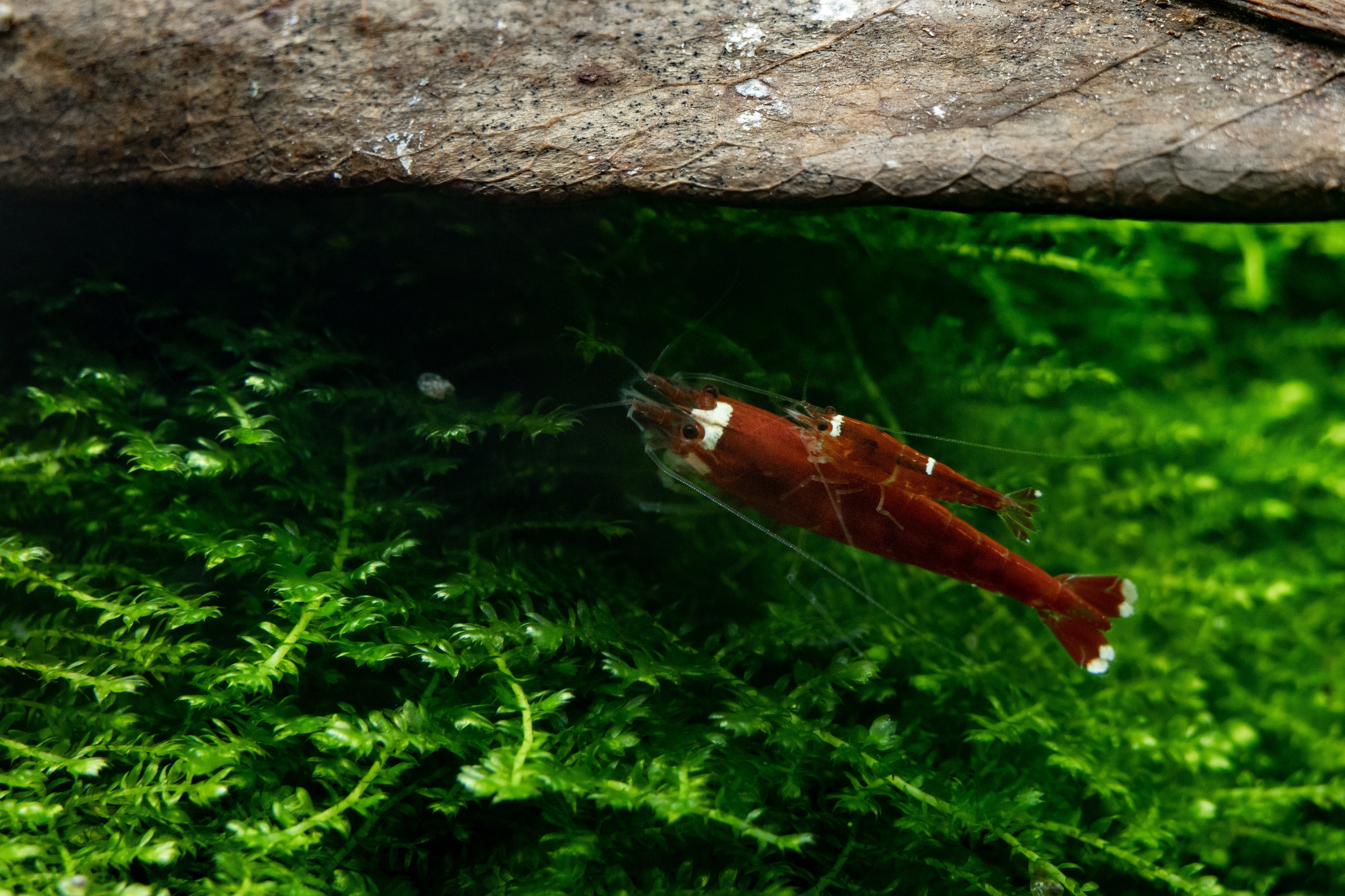 Crystal Red Shrimp in planted aquarium tank