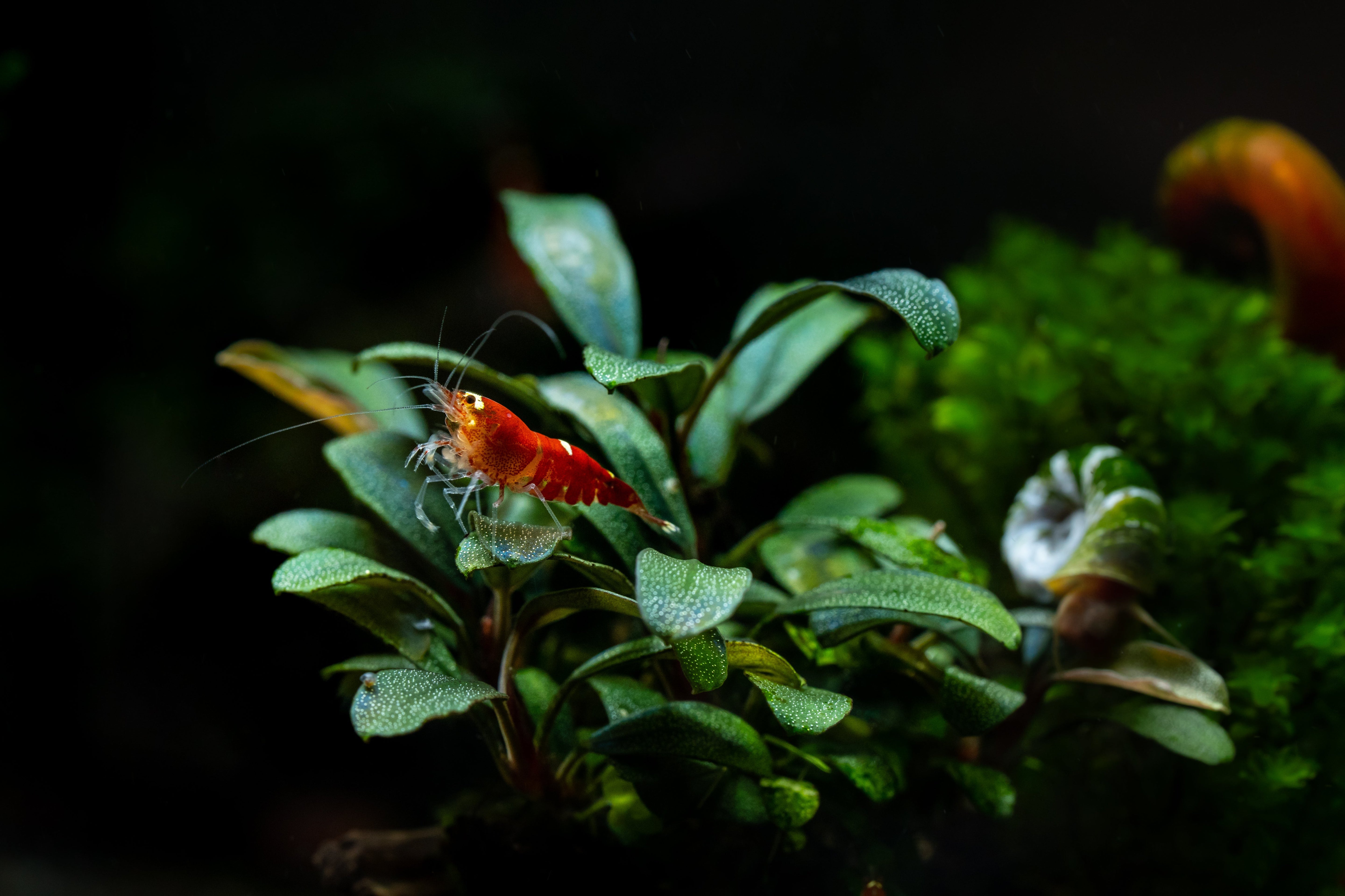super red crystal shrimp sit on the plant's leaf with the ramshorn snail behind
