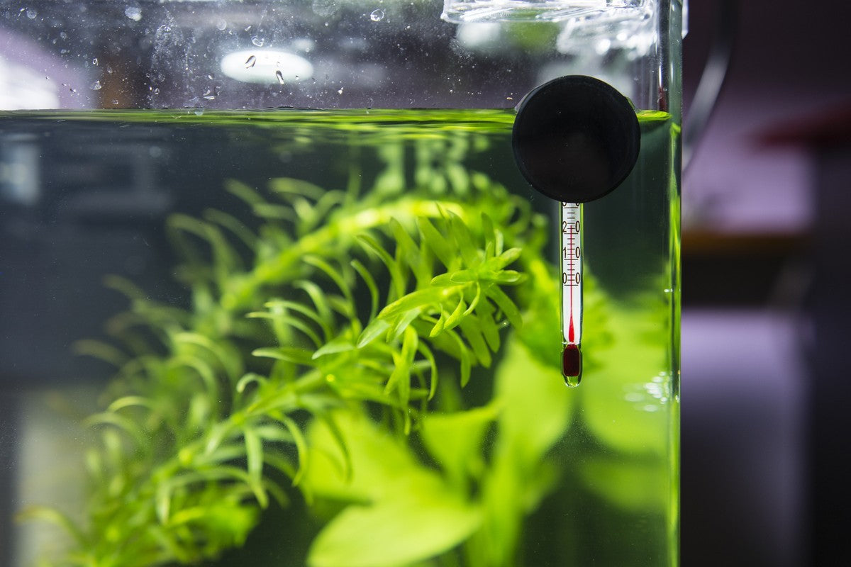 Temperature for Aquarium, Planted Aquarium Tank, Freshwater Aquarium with Plants, Aquarium Planted Tank, Maintain Aquatic Plants in Planted Tank, Maintain Aquarium Quality, temperature monitoring