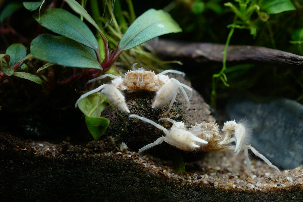 thai mirco crabs, freshwater crabs, thai mirco crabs in aquarium tank, how to keep and care for freshwater crabs in home aquarium, freshwater crabs care guide