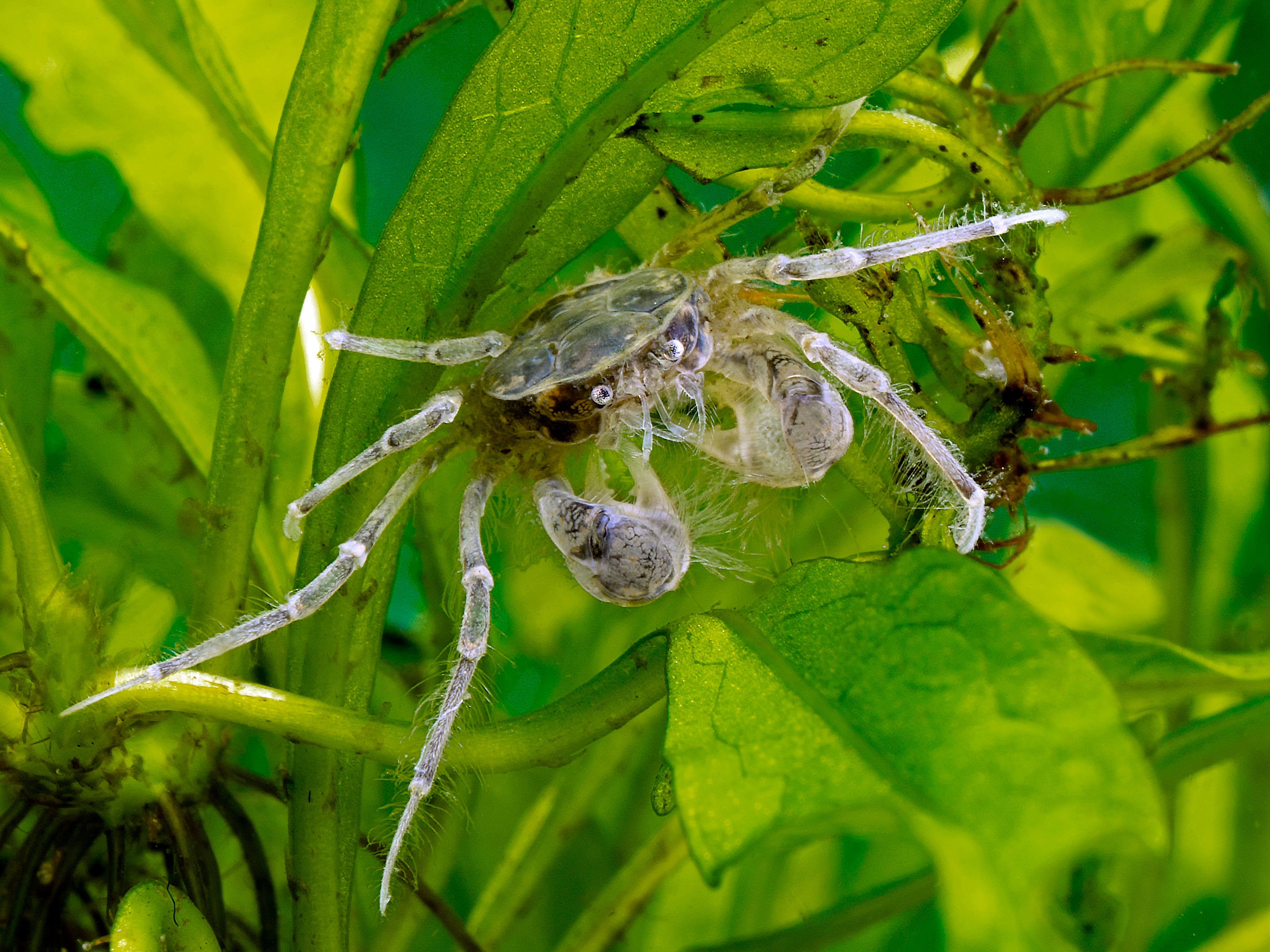 Thai Micro Crab sit on the leaf in aquarium tank