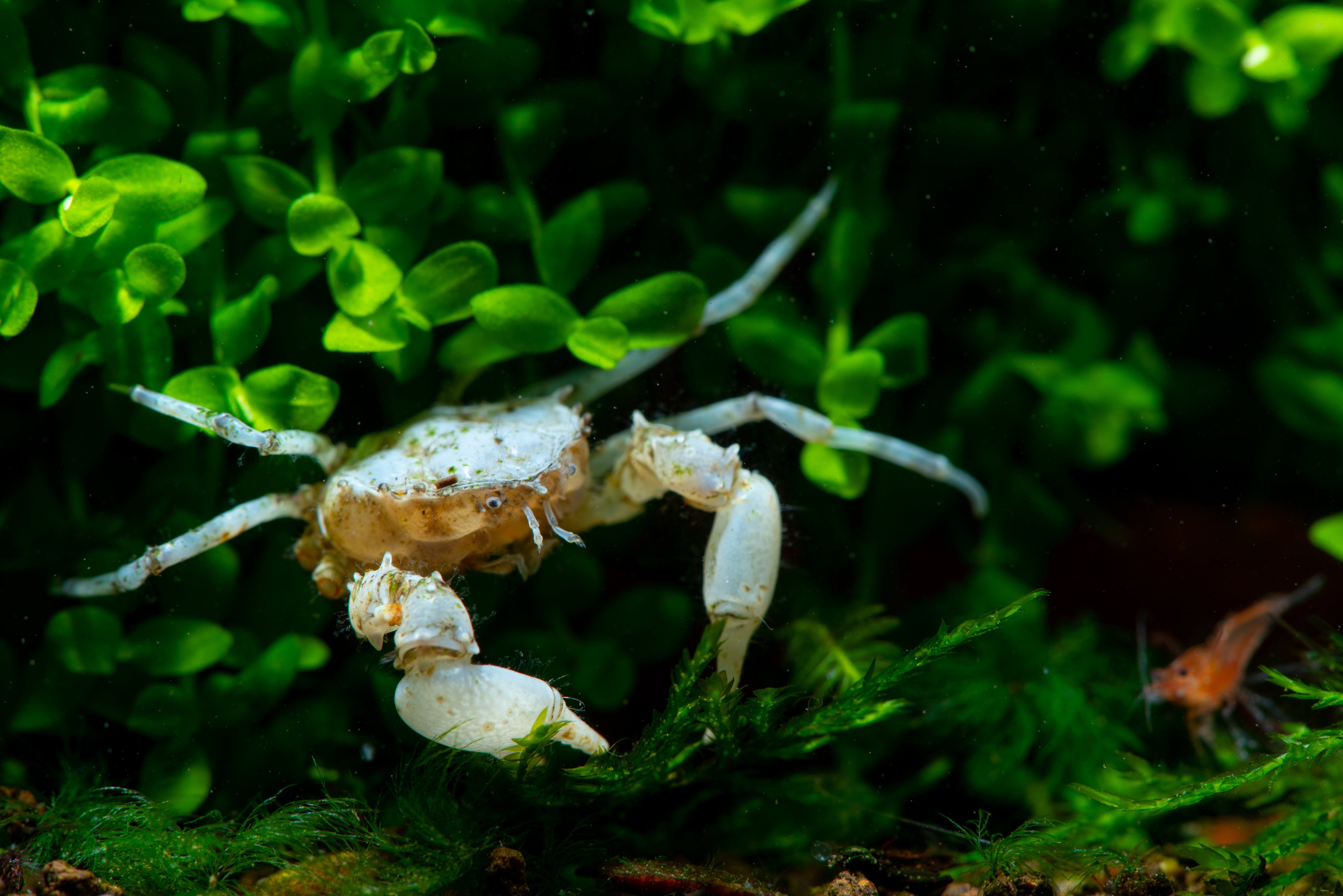 Fast Crustacean All You Need to Know About Crustaceans for Home Aquarium – Splashy Fish