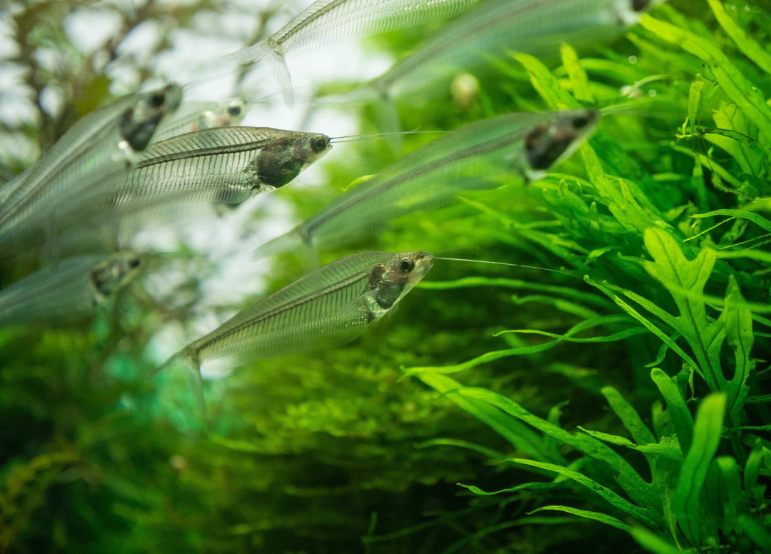 group of glass catfish in planted aquarium