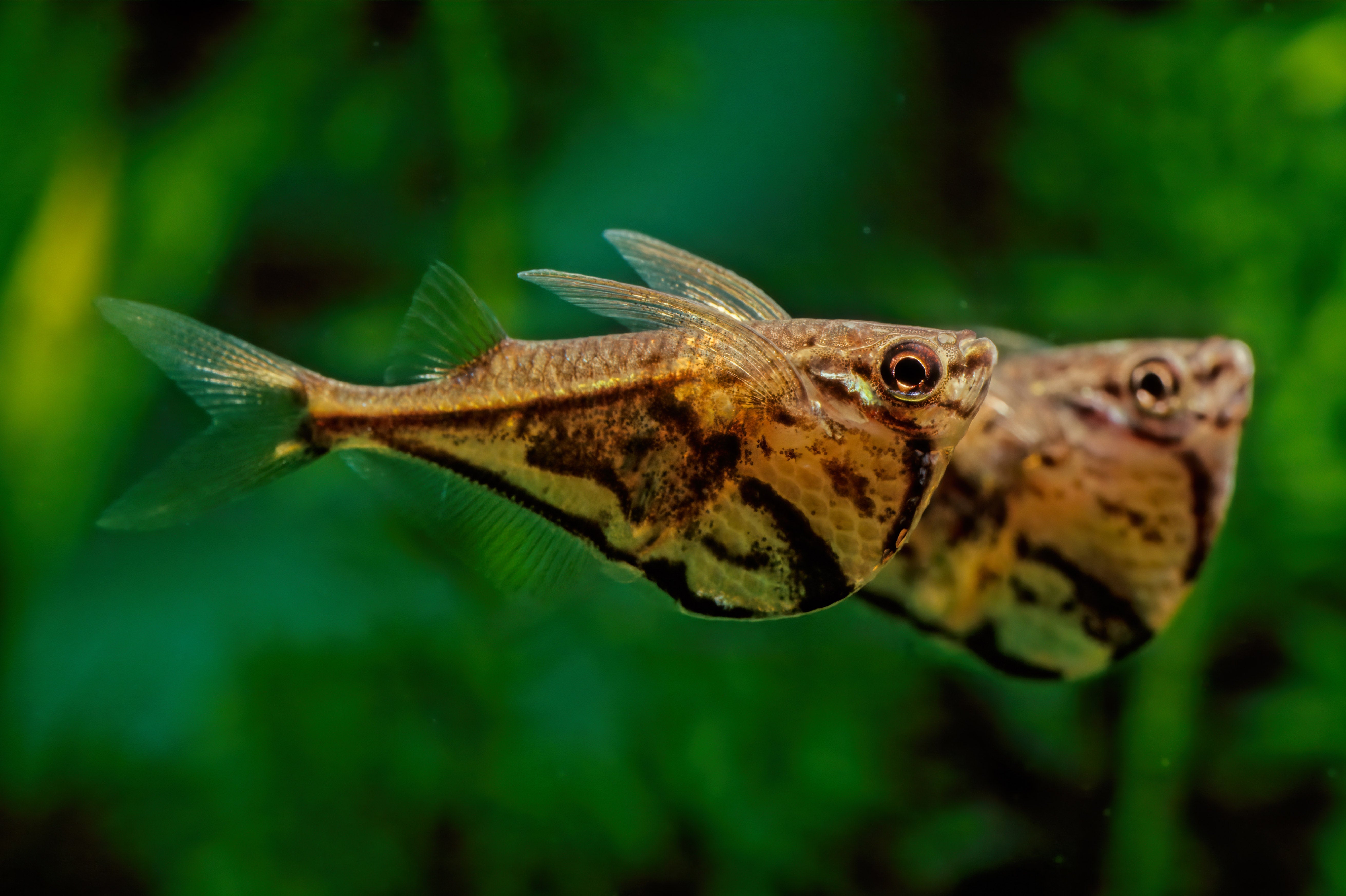 two marbled hatchetfish in aquarium tank