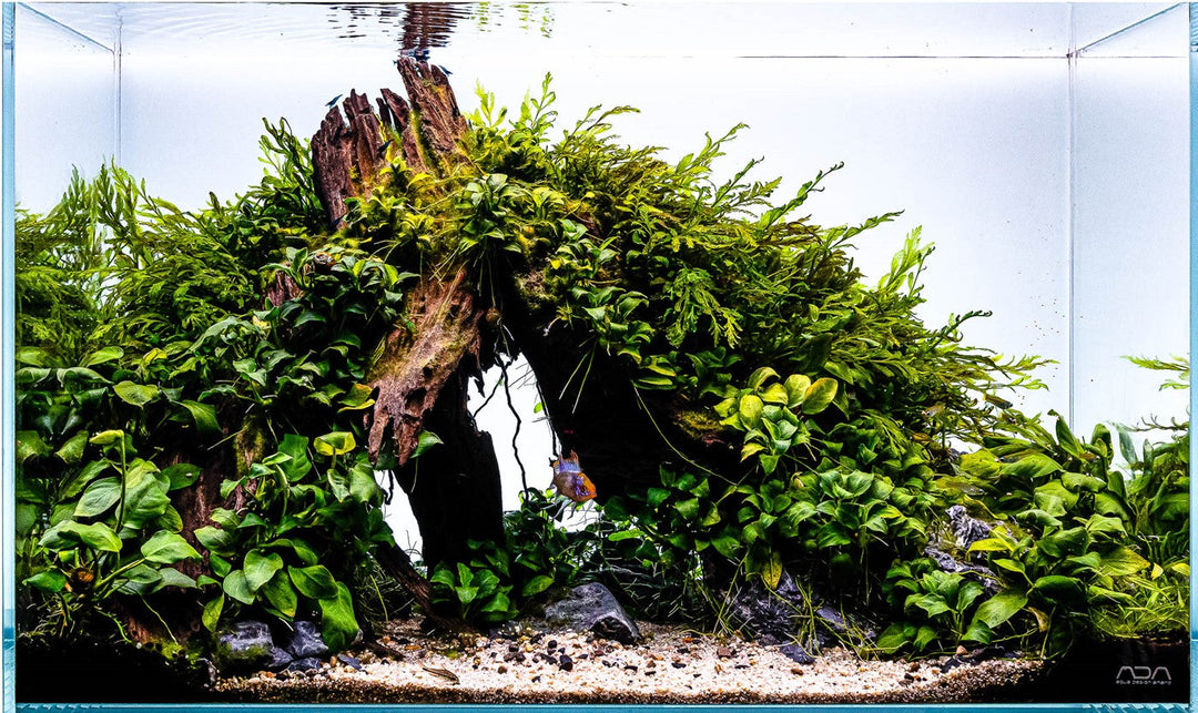 Top 5 Beginner Plants for freshwater shrimp 