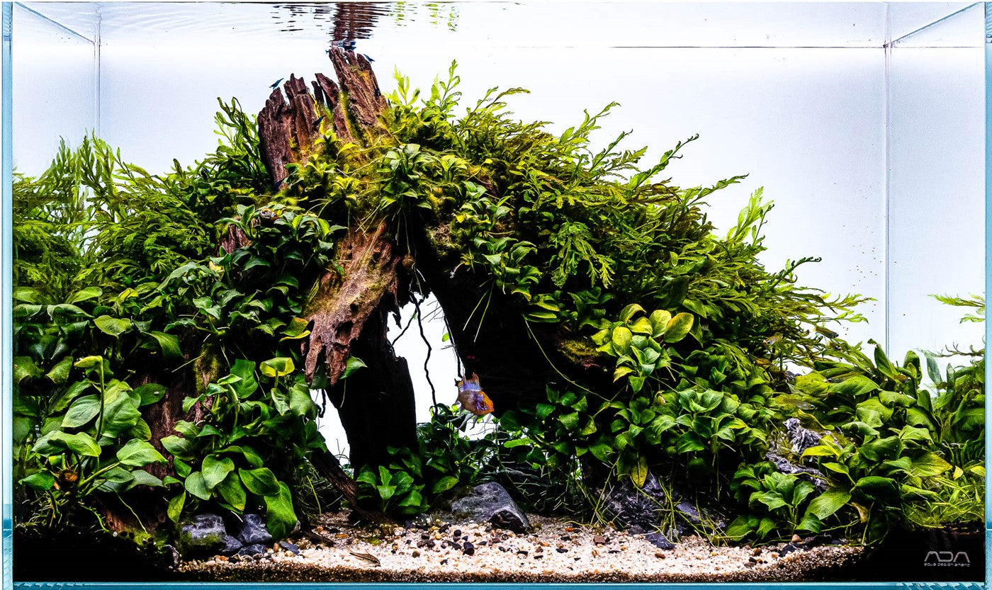 Top 5 Beginner Plants for freshwater shrimp 
