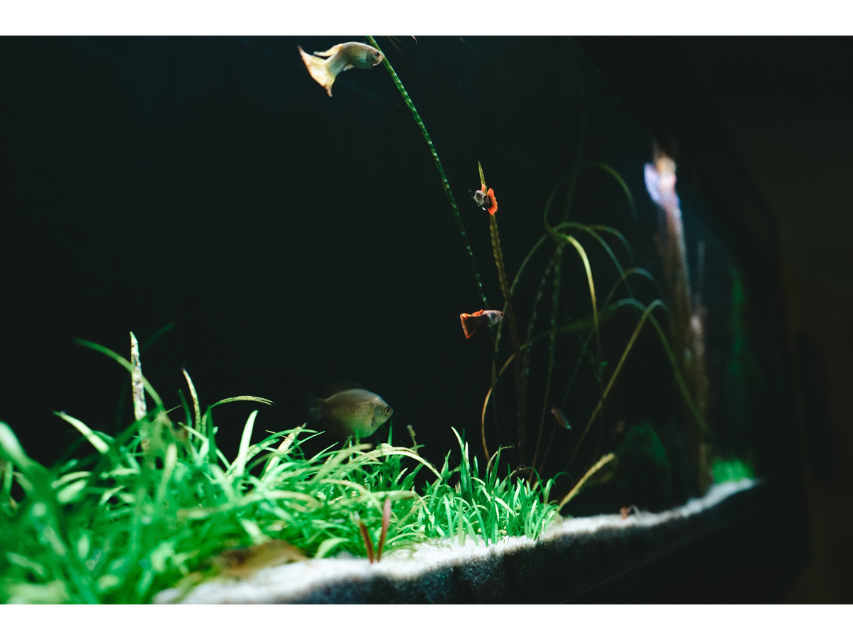 Drip Acclimation Guide for Live Freshwater & Saltwater Fish – Splashy Fish