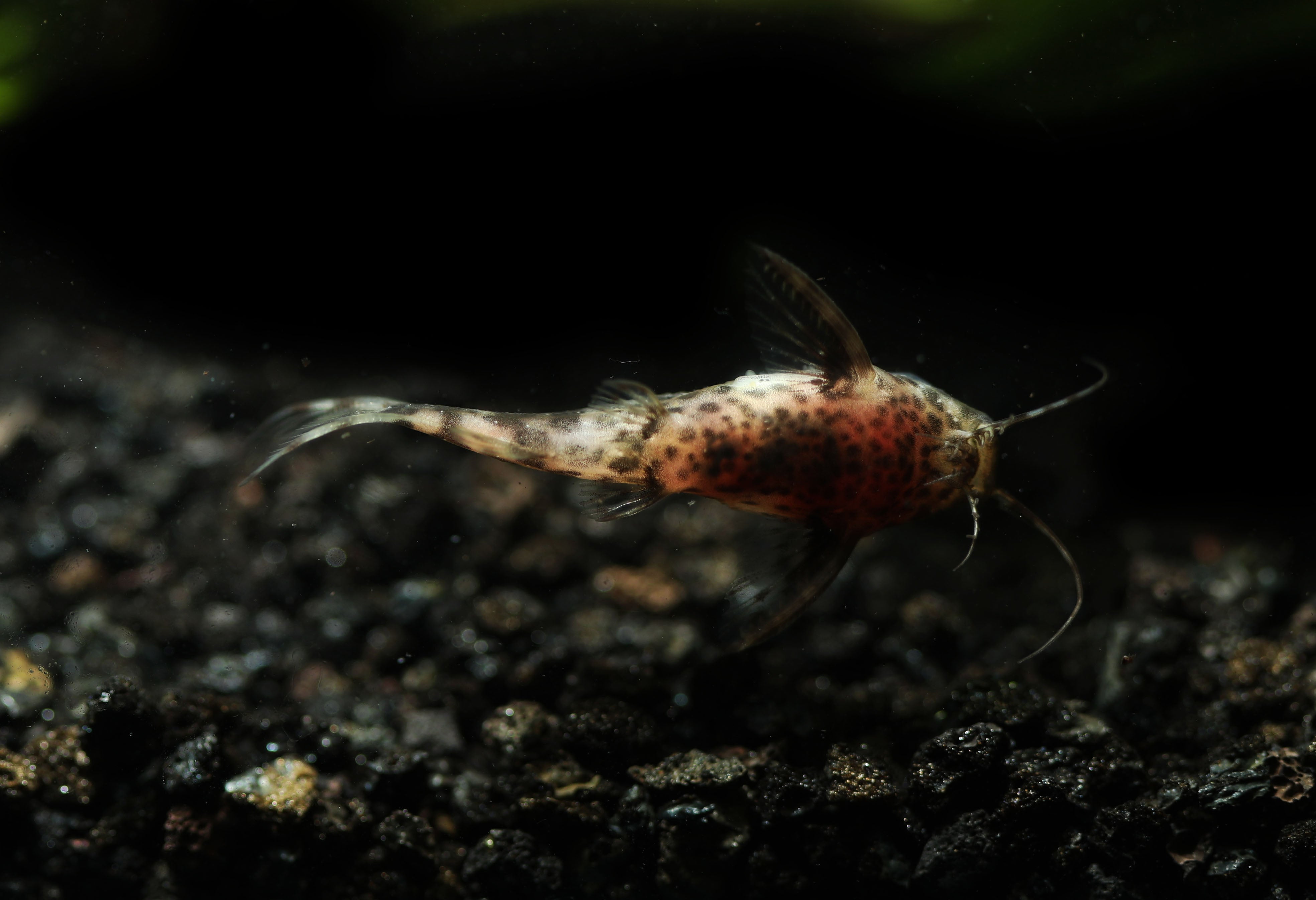 Upside Down Catfish swimming in planted aquarium