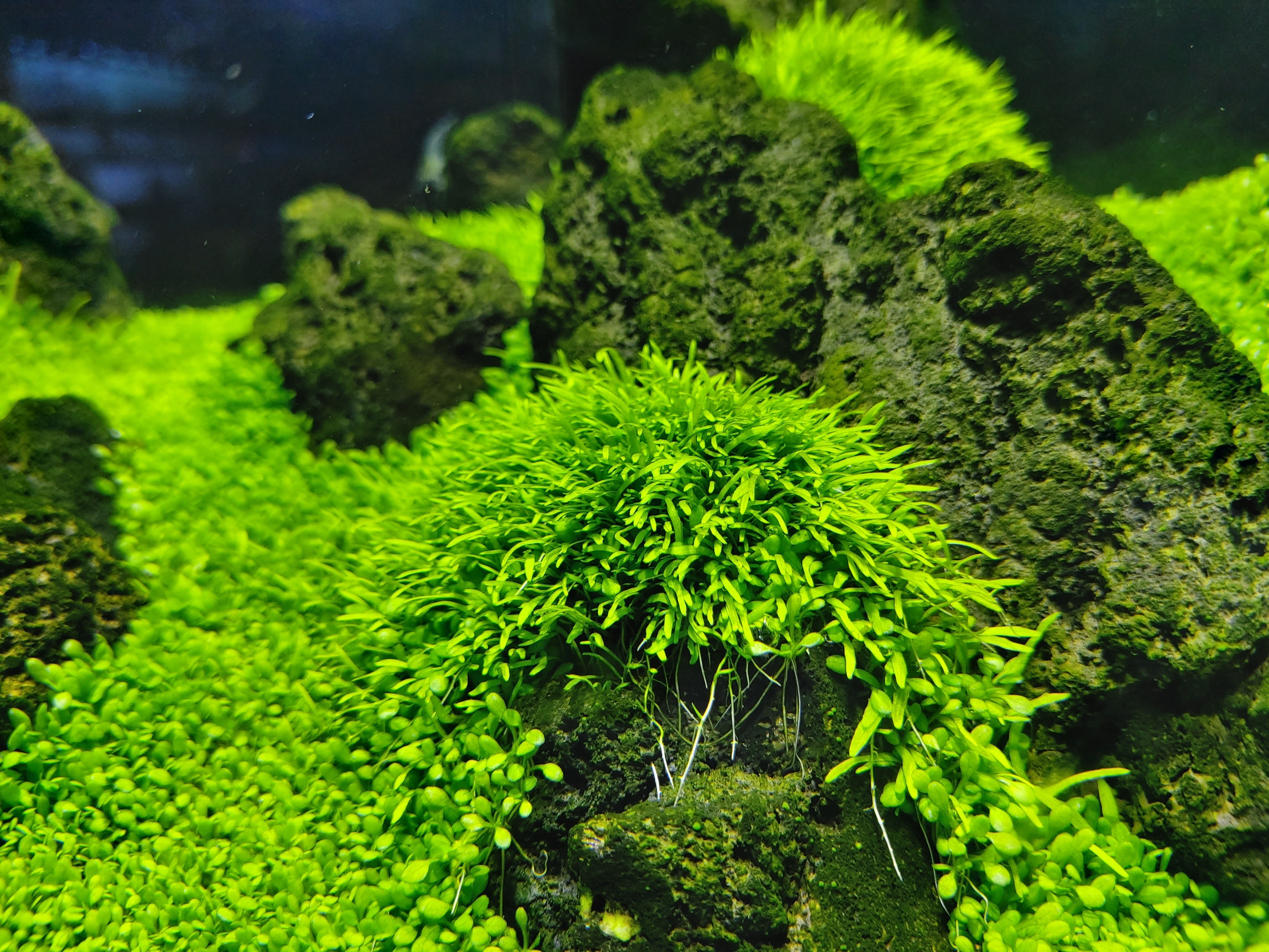 Utricularia graminifolia foreground plants with stones in aquarium