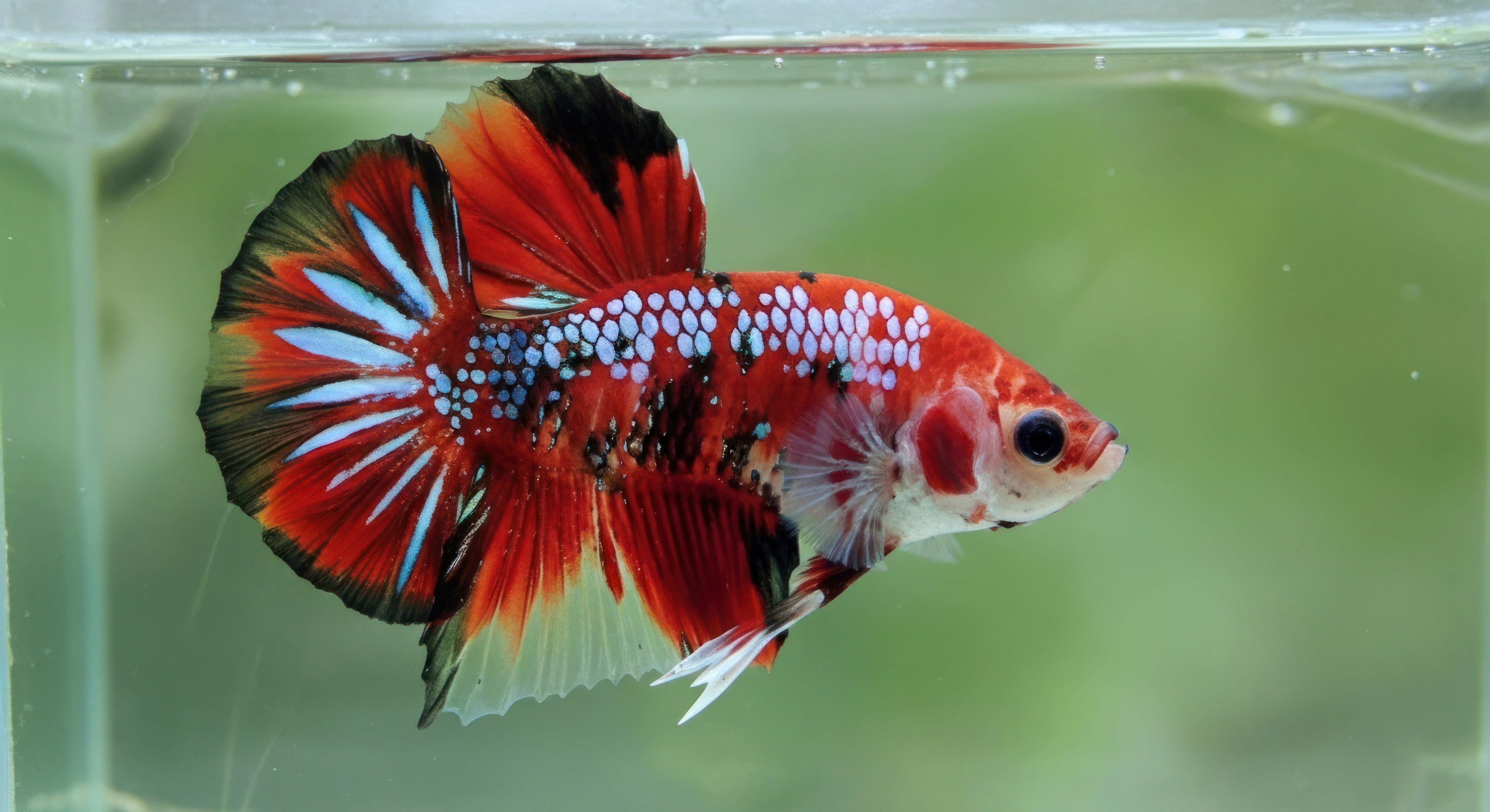 vibrant galaxy betta fish