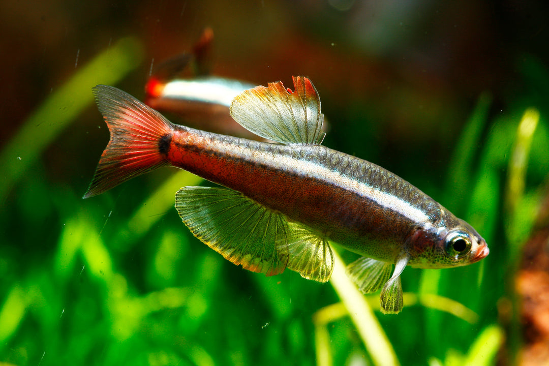 Different Types of Freshwater Minnow Fish, Vietnamese Cardinal Minnow fish in planted aquarium