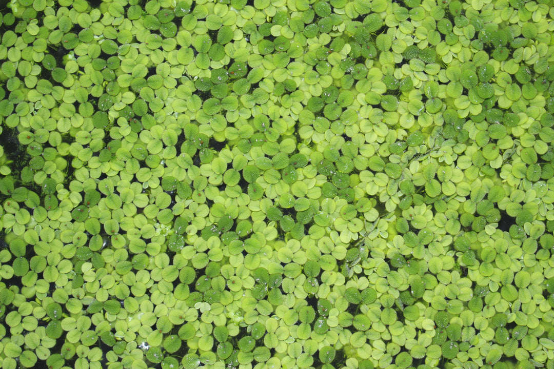 Salvinia Minima (Water Spangles) floating plant care