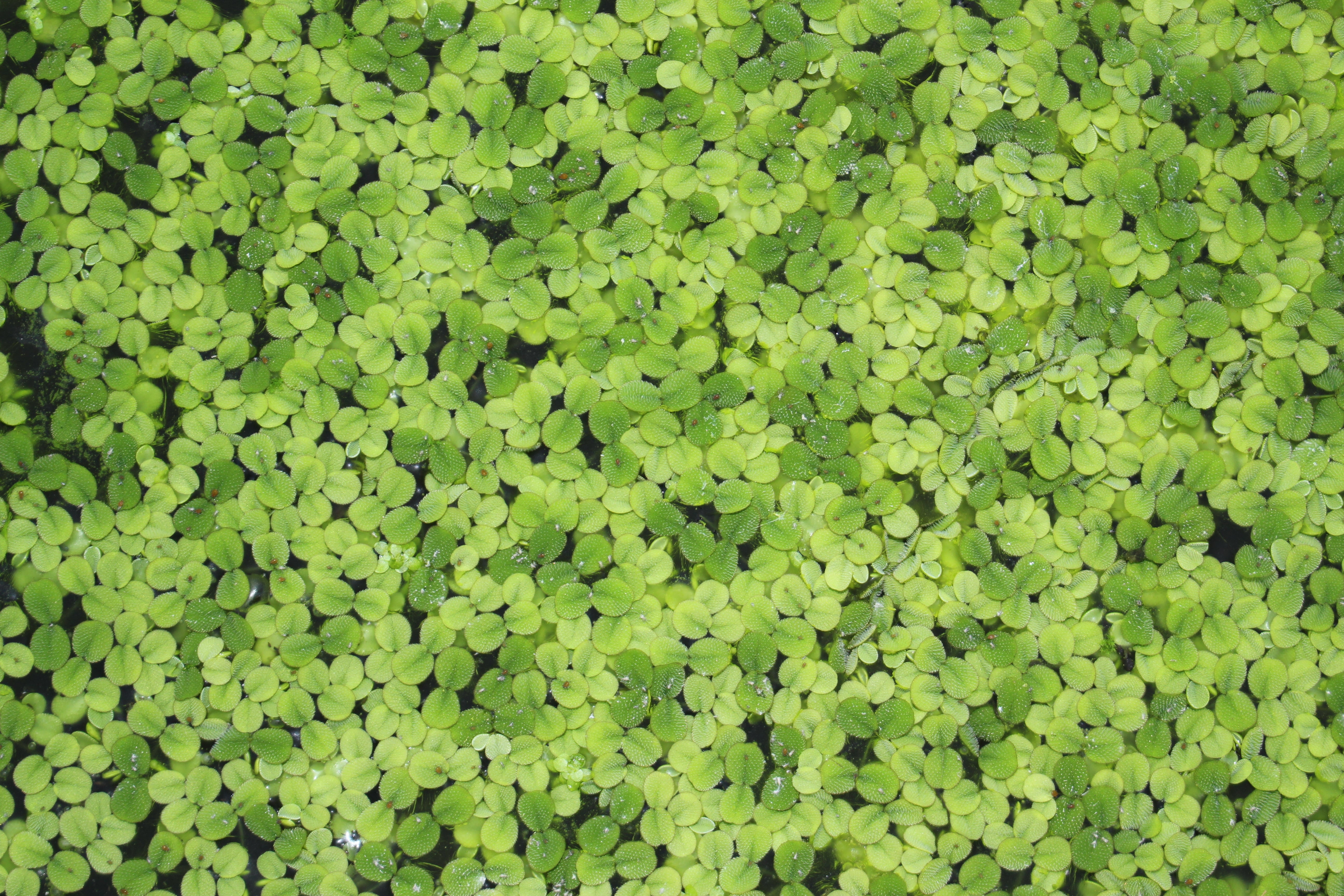 Salvinia Minima (Water Spangles) floating plant care