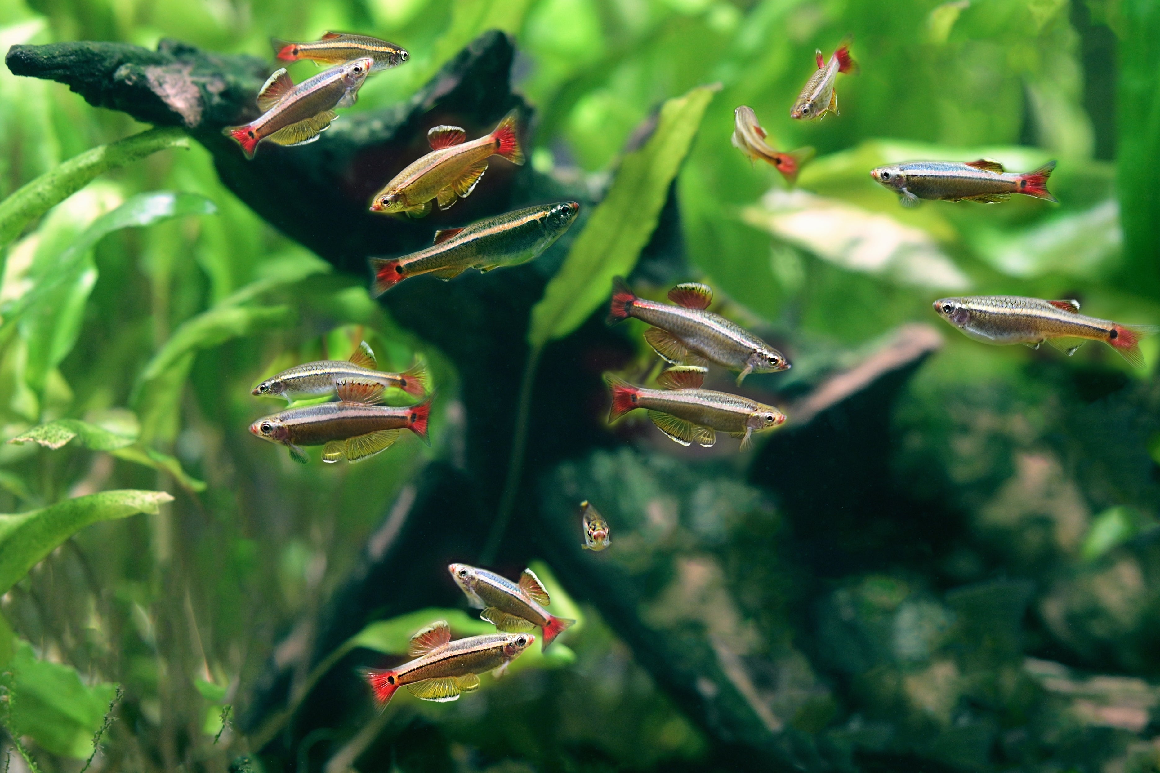school of white cloud mountain minnow in planted aquarium tank