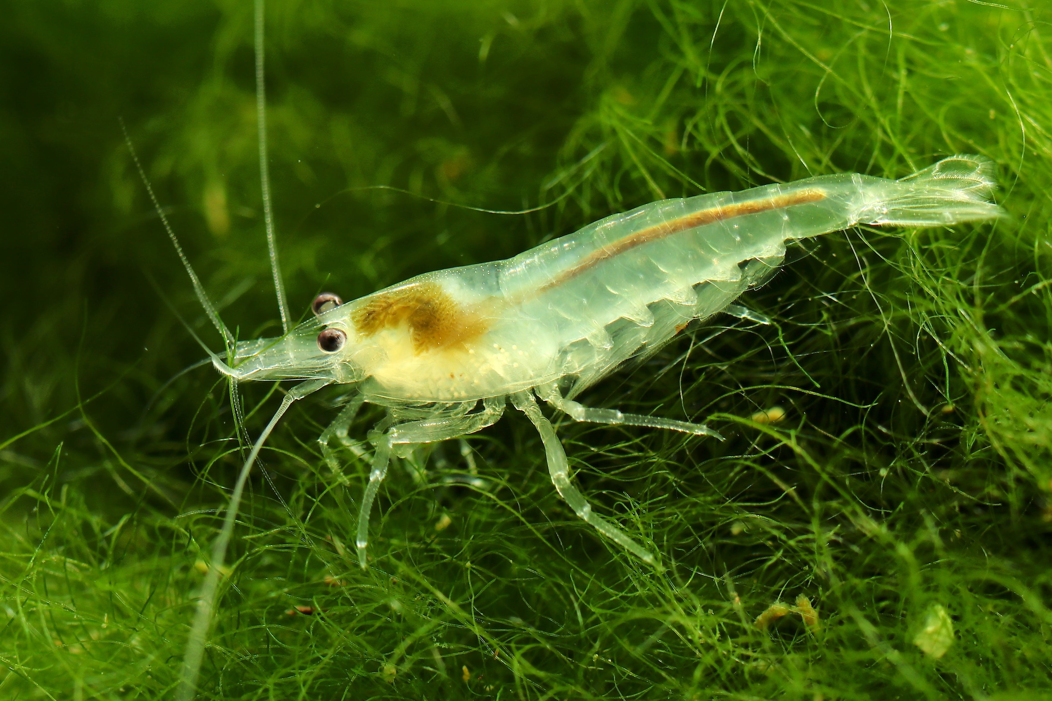 white snowball shrimp, neocaridina shrimp, freshwater shrimp for aquarium, transparent shrimp, white snowball neocaridina shrimp, aquarium shrimp, shrimp molting, molting shrimp