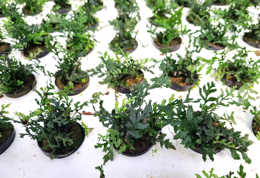 Java Fern Windelov Aquatic Plant (Microsorum windelov), different types of aquatic fern in aquarium
