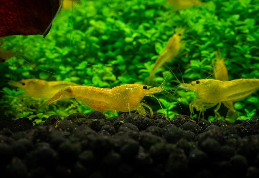 Yellow Shrimp, Yellow Neocaridina Shrimp, cherry shrimp tank mates, shrimp tank mates, neocaridina shrimp tank mates, tank mates for shrimp, shrimp friendly fish, top 6 best tank mates for neocaridina shrimp