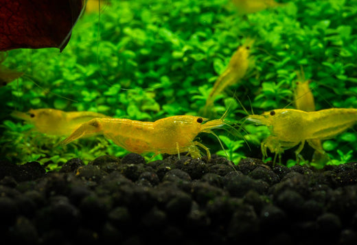 pregnant shrimp, neon yellow shrimp with eggs, neon yellow shrimp, neocaridina shrimp, neocaridina yellow shrimp, Tips to Successfully Breed Freshwater Shrimp