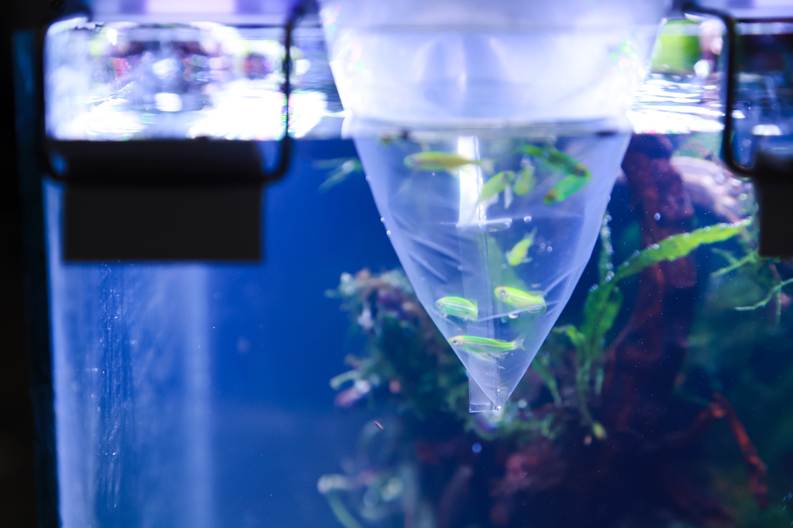 How to quarantine new fish before adding them to your aquarium