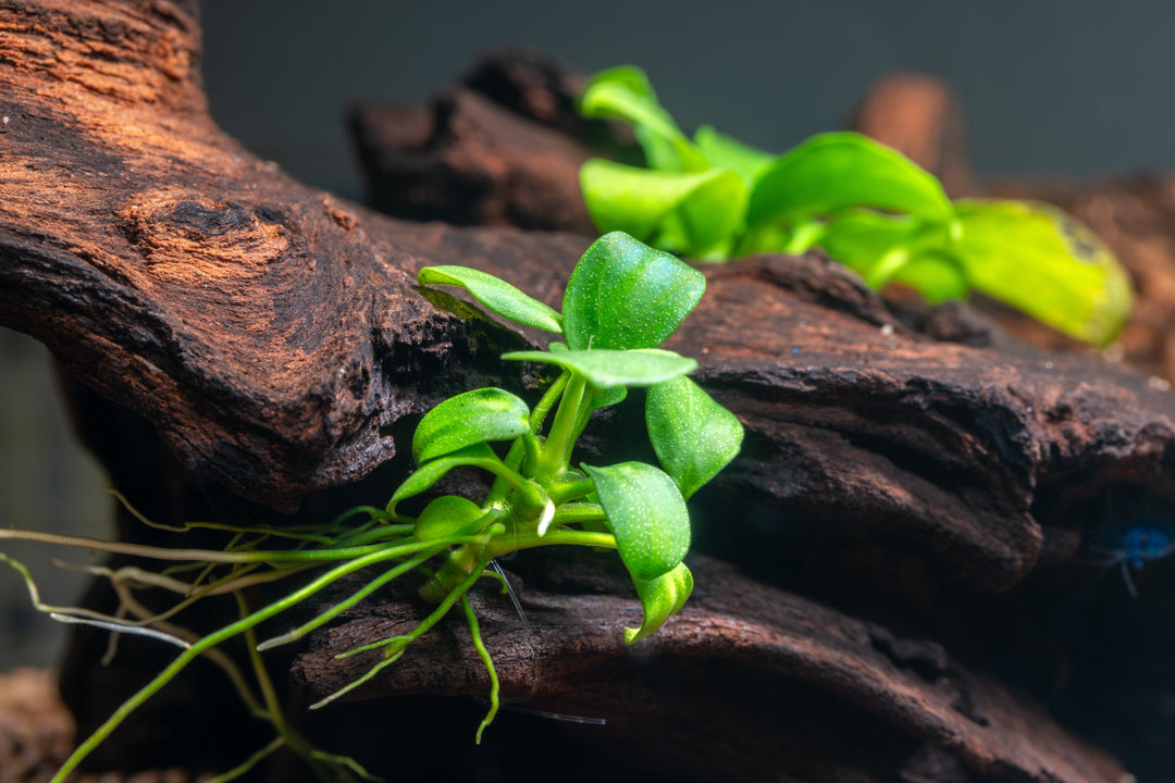 Anubias barteri aquarium plant attached on driftwood