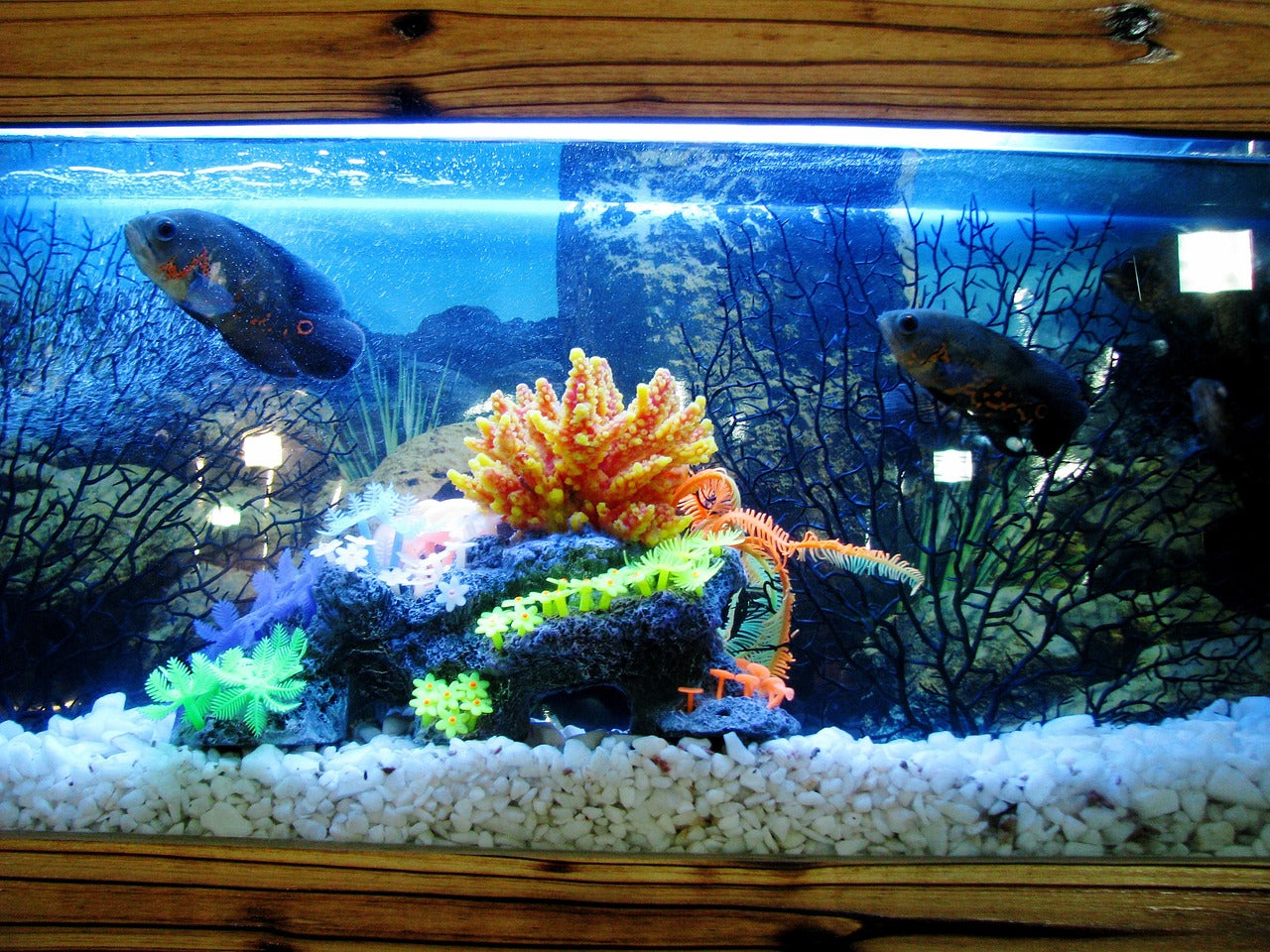 aquarium