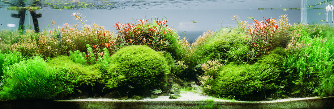 Live Aquarium plant in Planted Tank | Live Aquascape Plant 