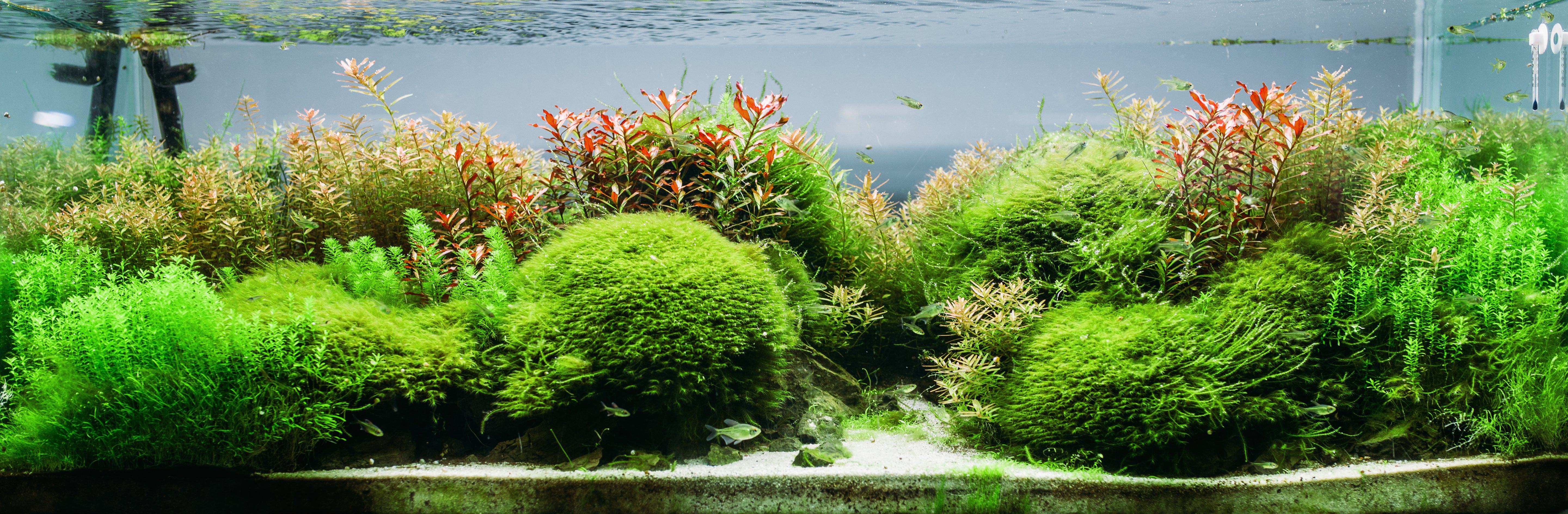 Live Aquarium plant in Planted Tank | Live Aquascape Plant 
