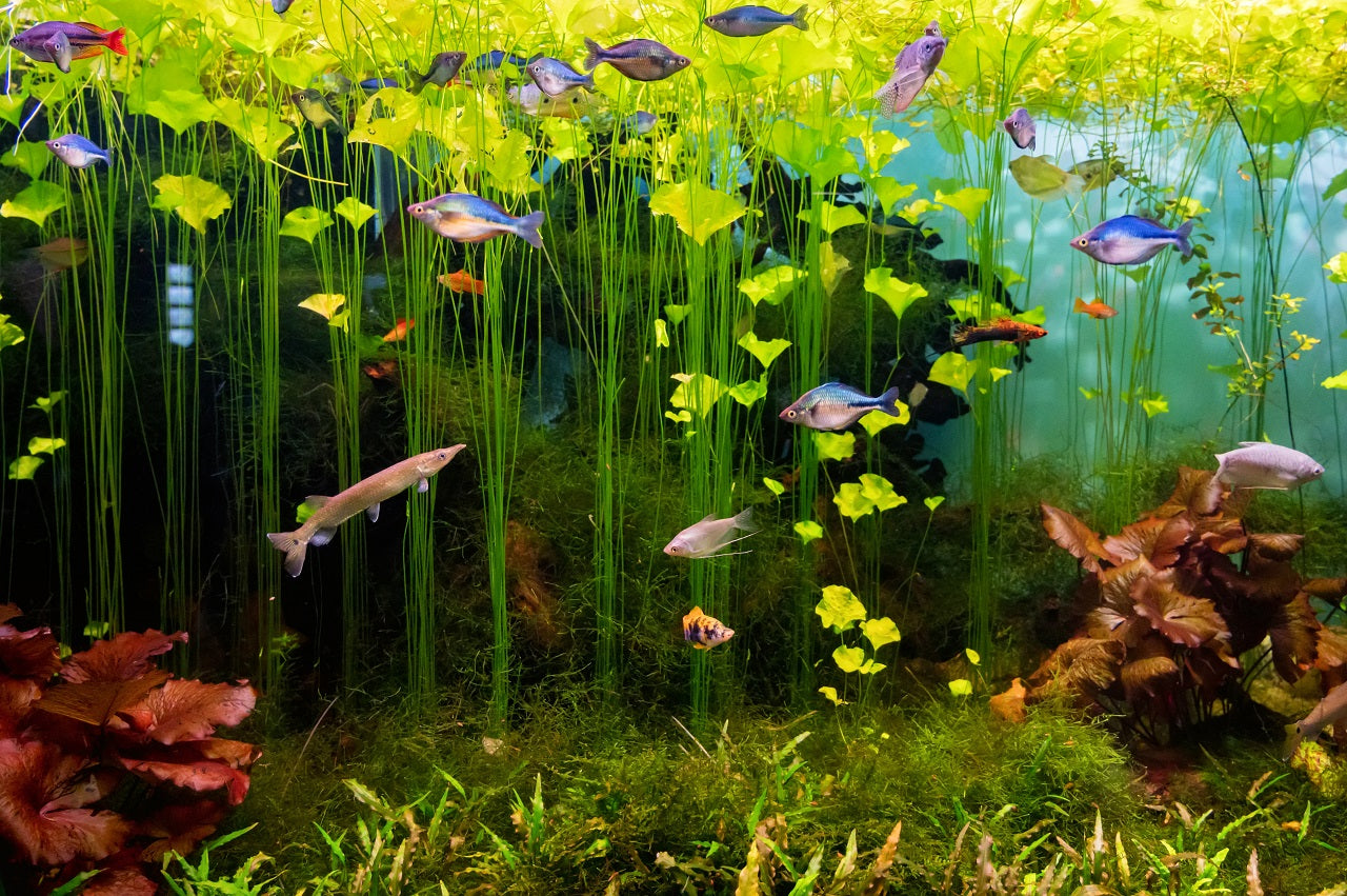 freshwater aquiarium