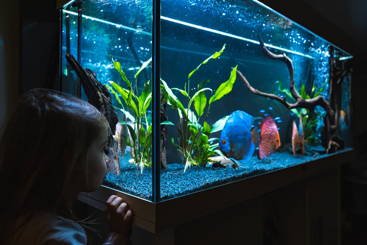 Aquarium lighting, aquarium fish tank, aquarium with lighting, aquarium lights, planted aquarium lighting