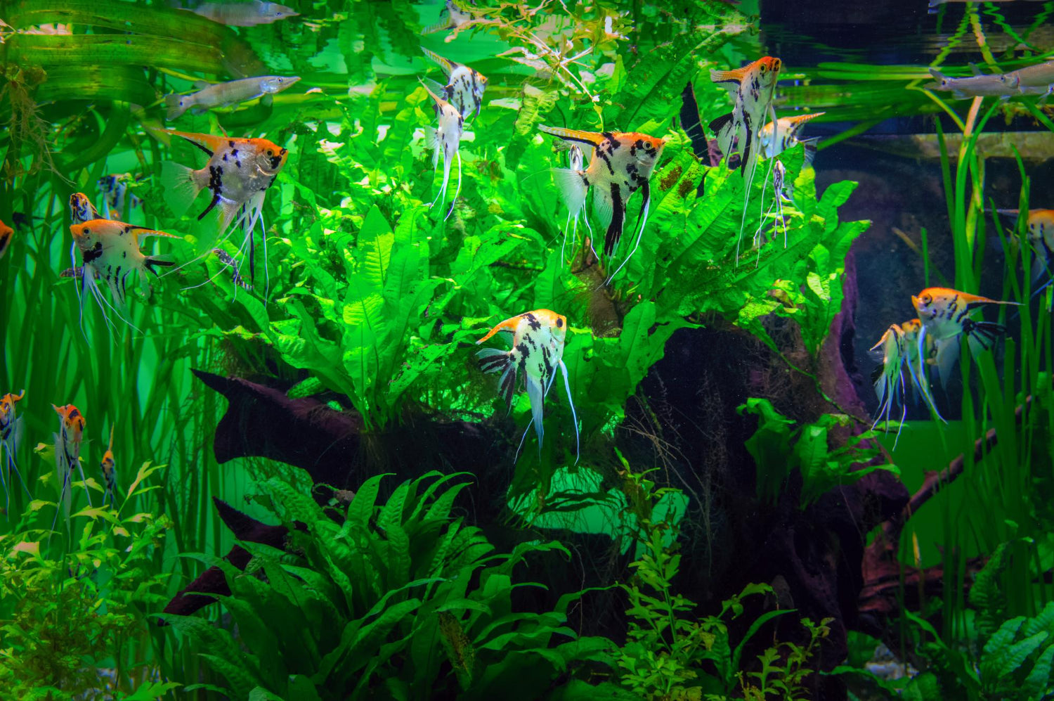 aquarium plants