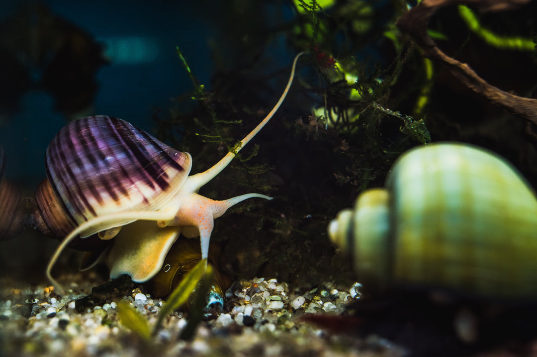 Freshwater snails on substrate in planted aquarium tank