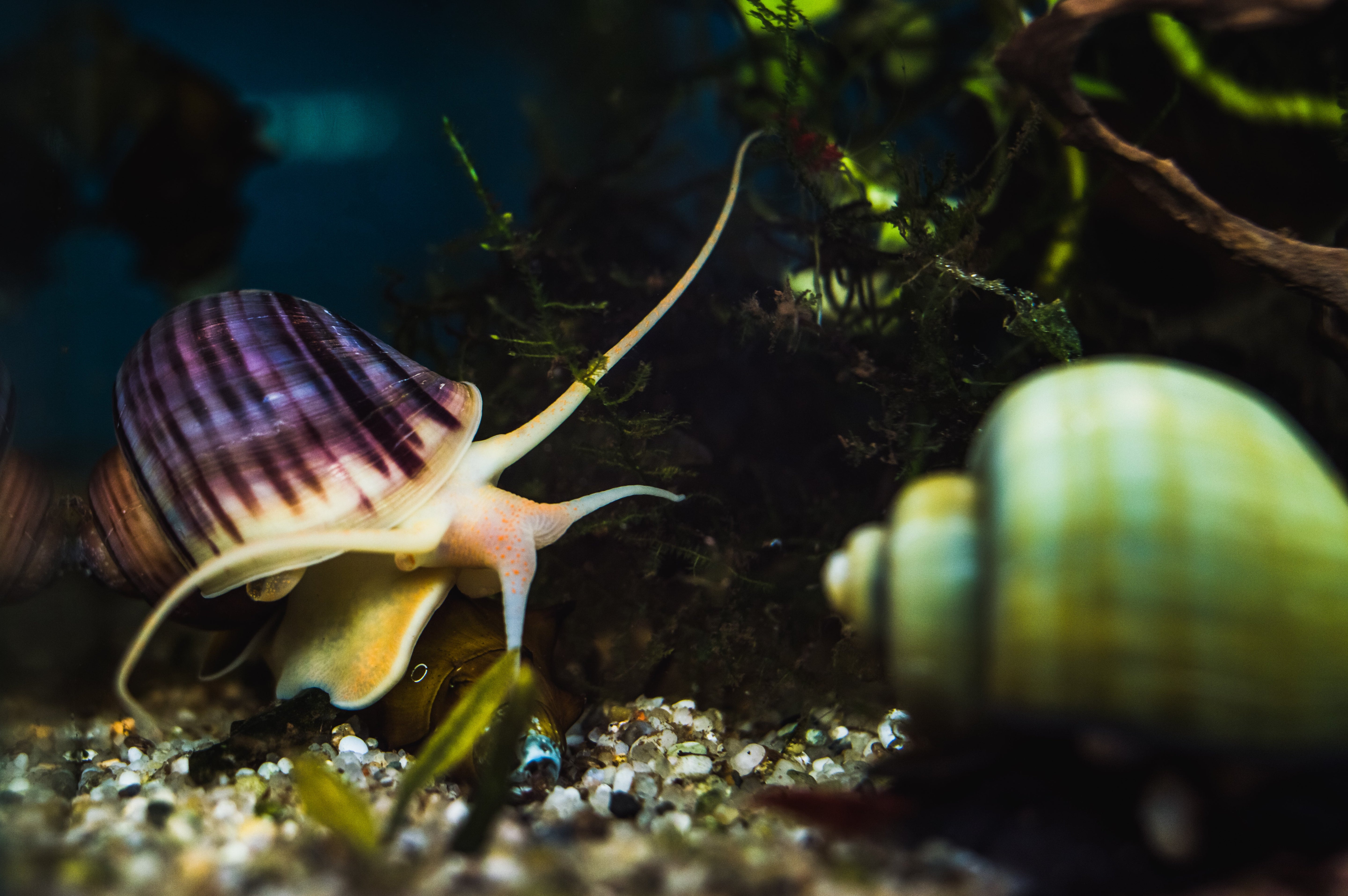 Freshwater snails on substrate in planted aquarium tank