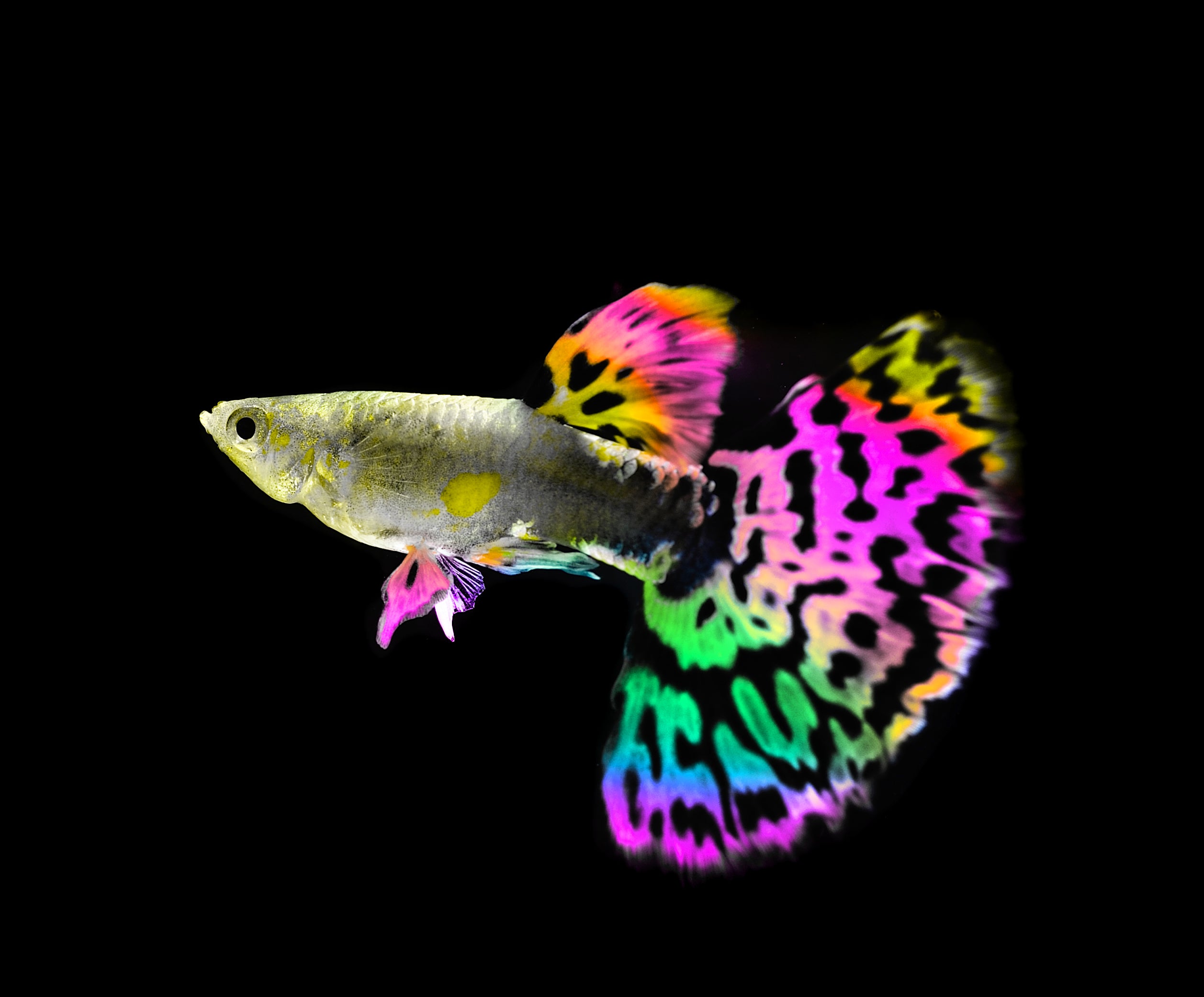 multi-colored guppy fish