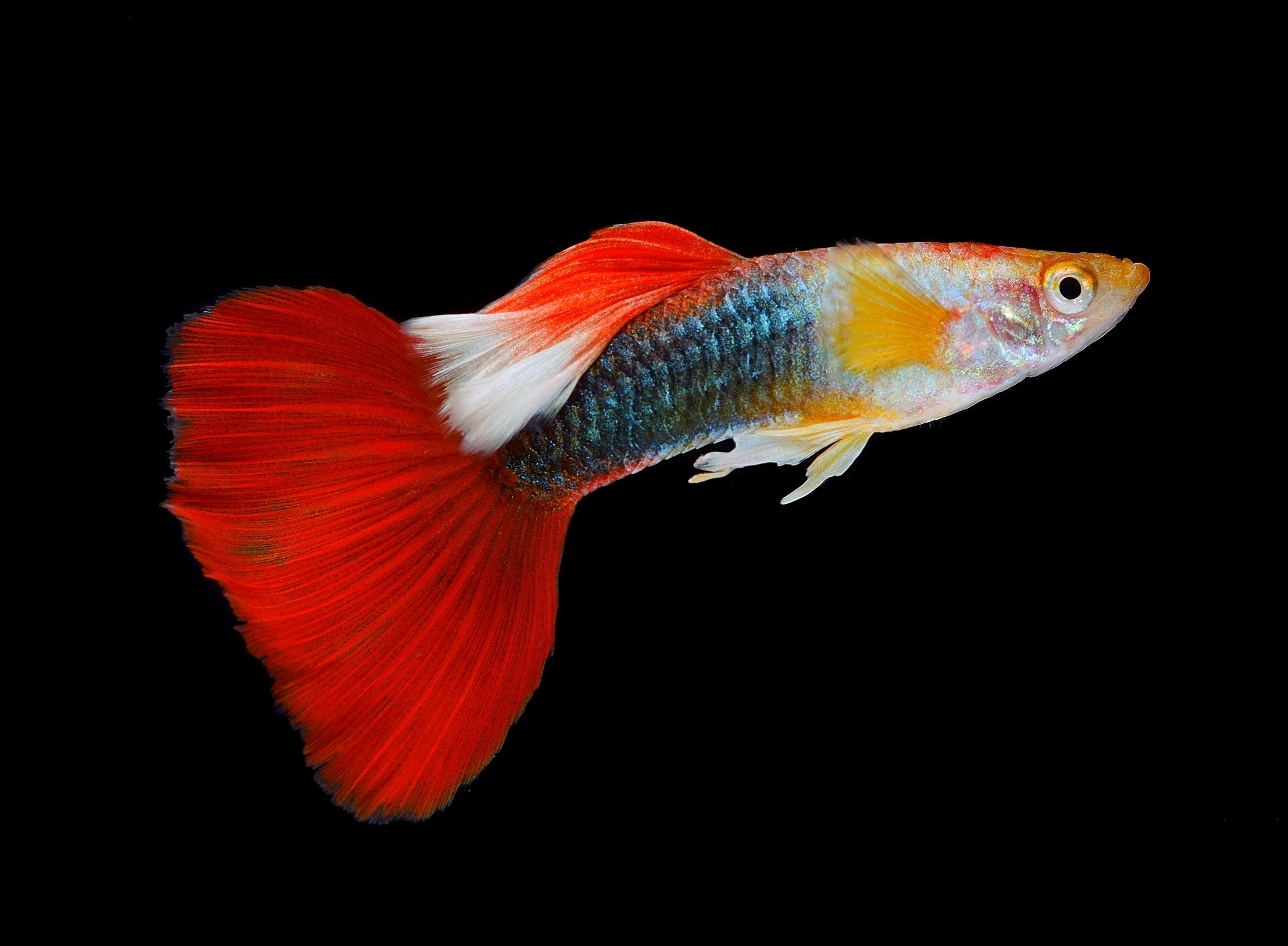 guppy, guppies, guppy fish, fancy guppies, guppies fish, fancy guppy, guppy care, guppy tank, guppies care, guppy tank setup, guppy fish tank, guppy fish care, how to care for guppy fish