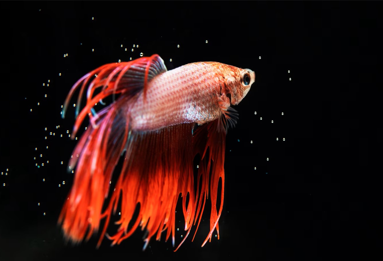 betta fish for sale, betta fish buy online, betta fish, giant bettas for sale, giant betta fish, giant betta