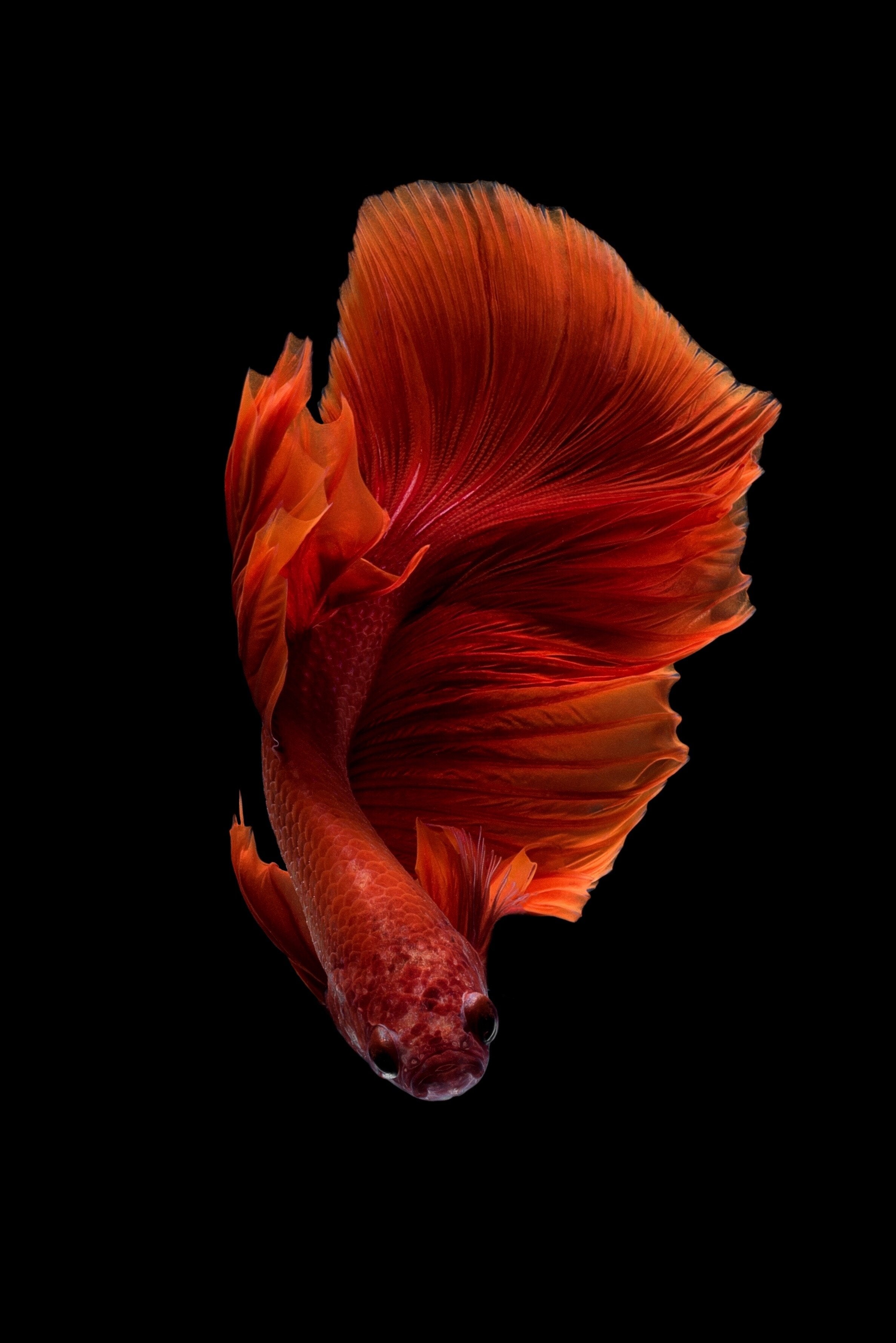 Super Red Halfmoon Betta Fish in Aquarium with blackground