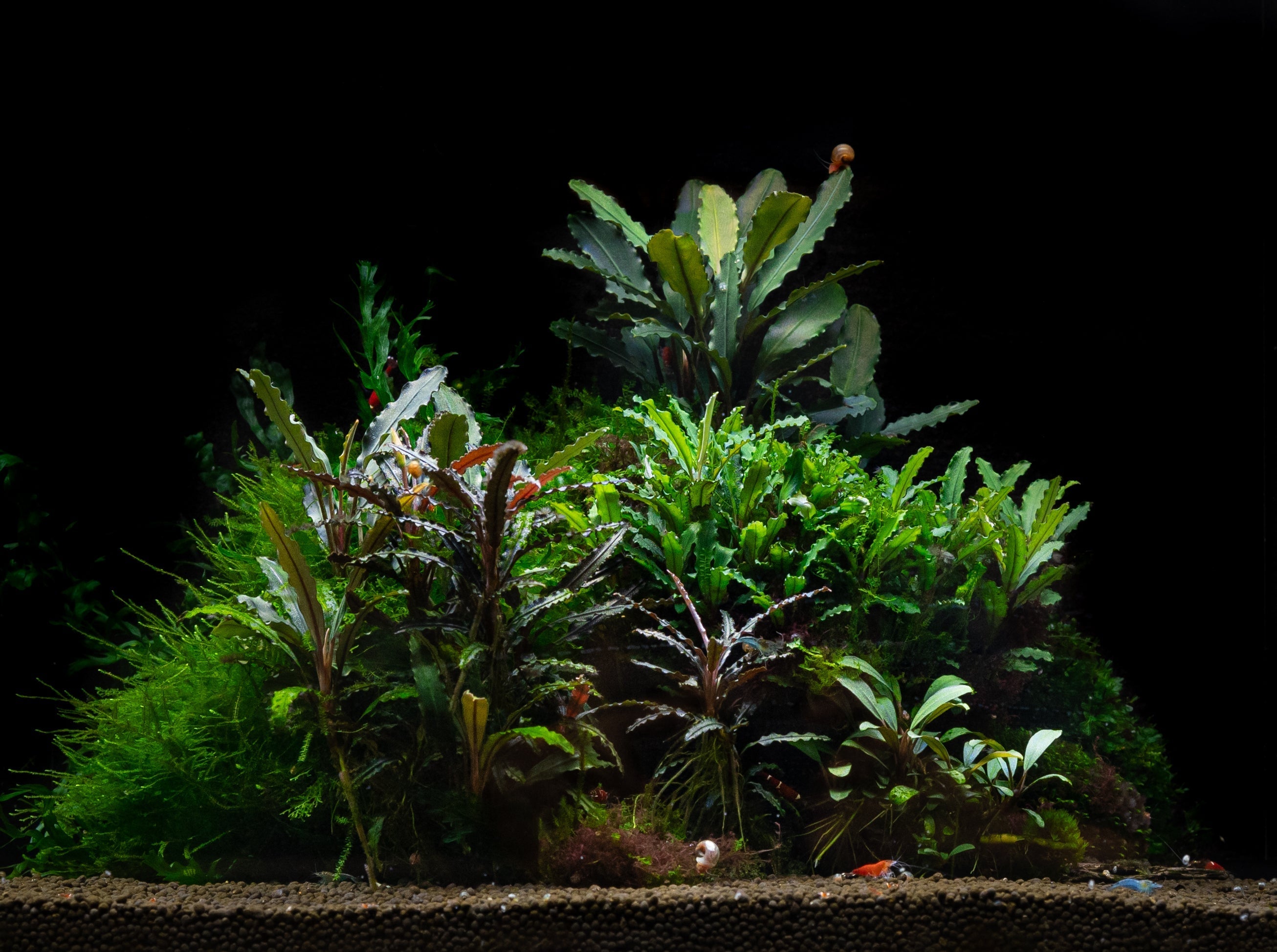 bucephalandra, buce plant, buce plants, bucephalandra aquarium plant, buce aquarium plant, bucephalandra care, bucephalandra plant